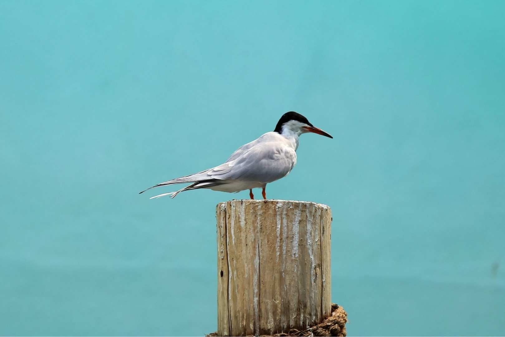 Common Tern (Sterna hirundo)