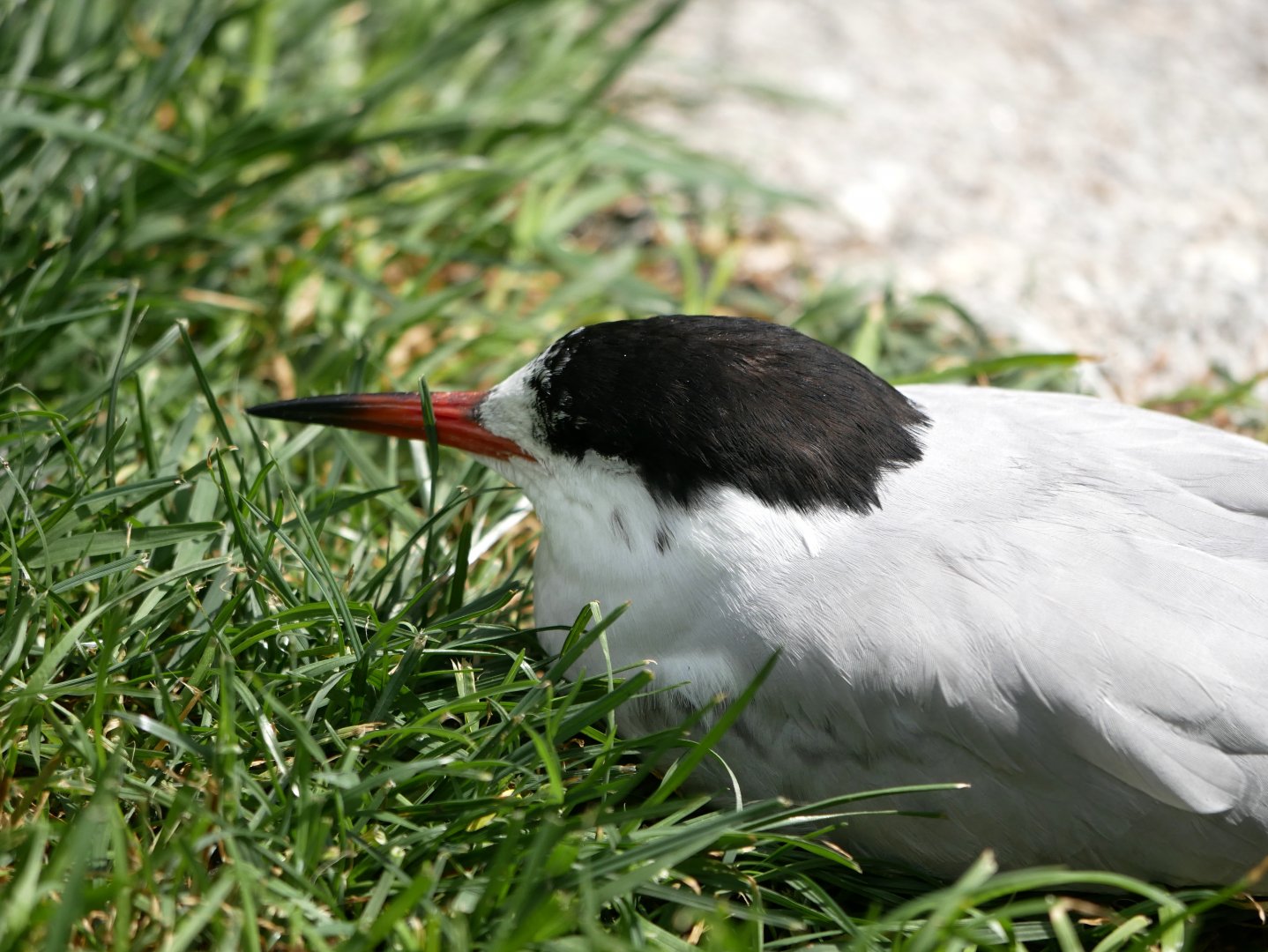 Common tern (Sterna hirundo)