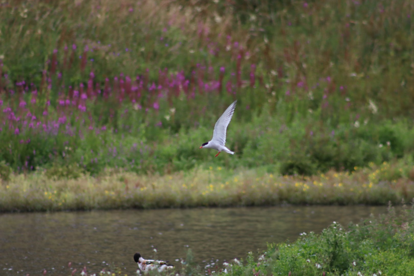 Common Tern (wild) - 1 August 2020