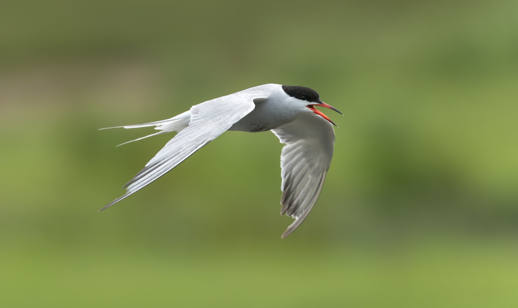 Common Tern (wild) UK