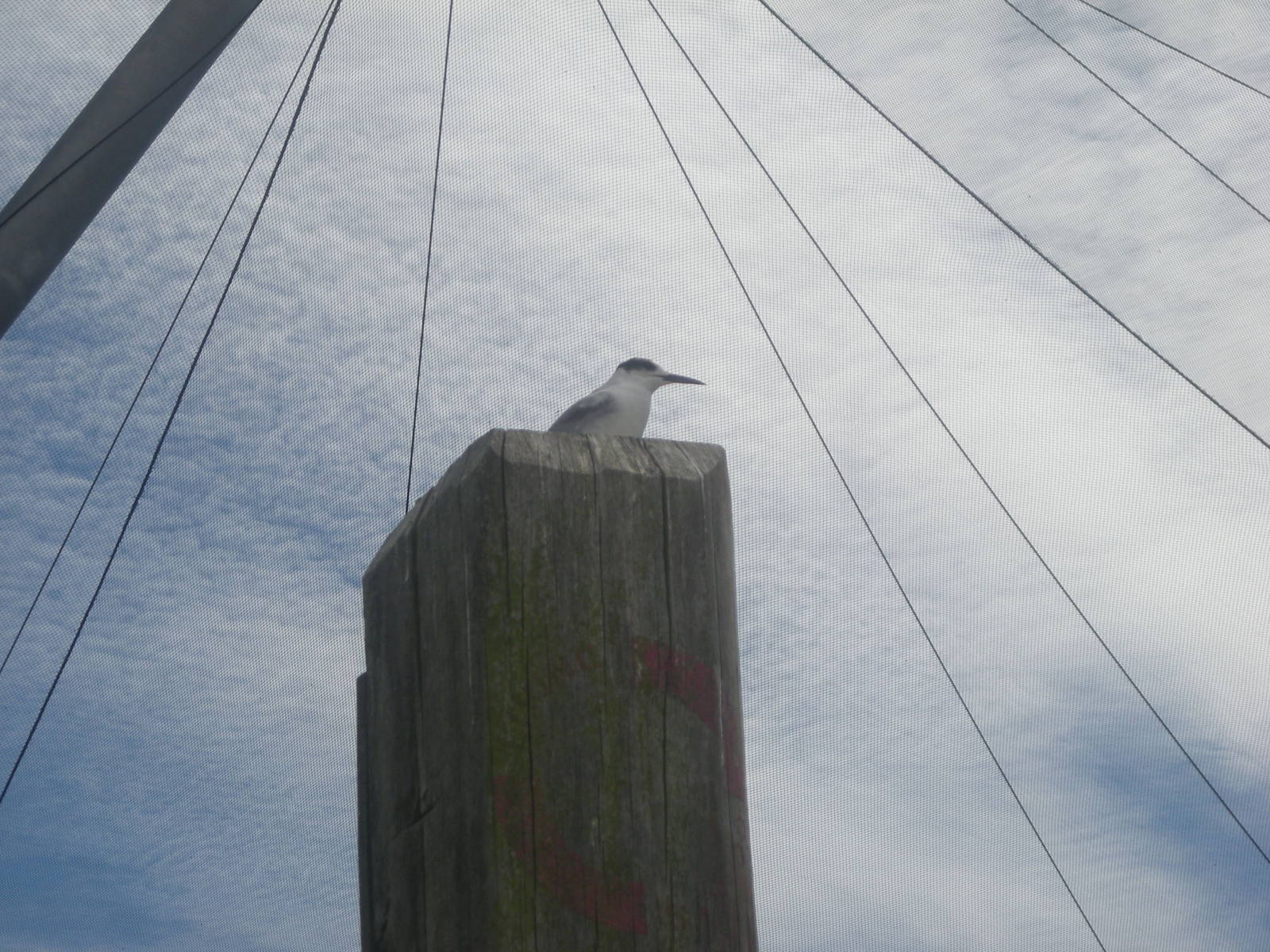 Common Tern