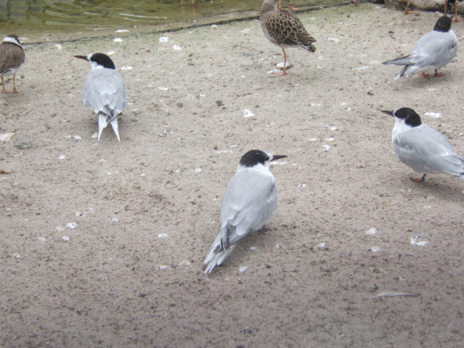 Common Tern