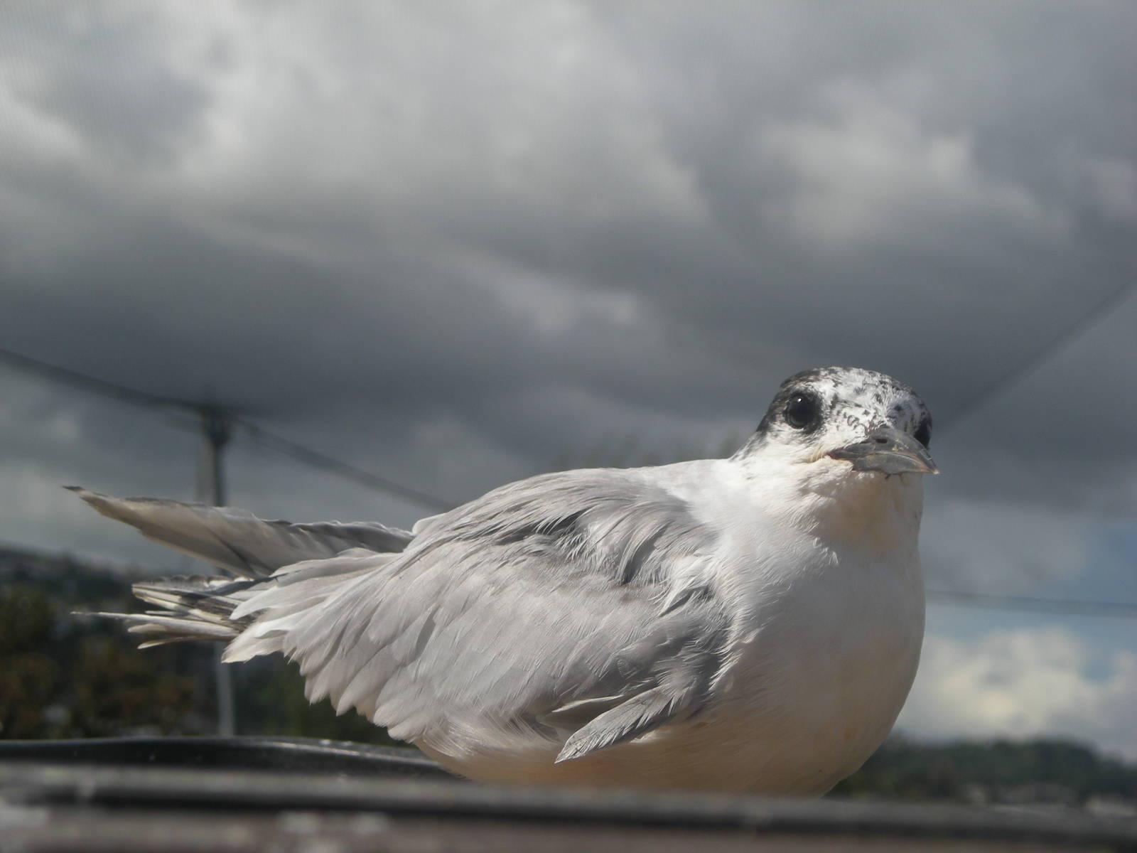 Common Tern