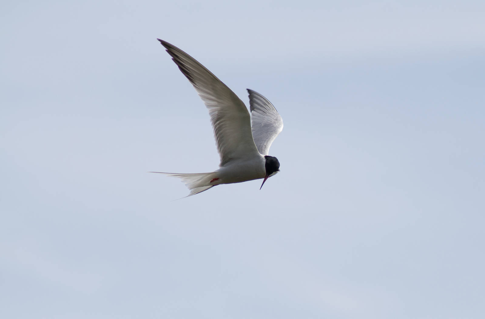 Common Tern