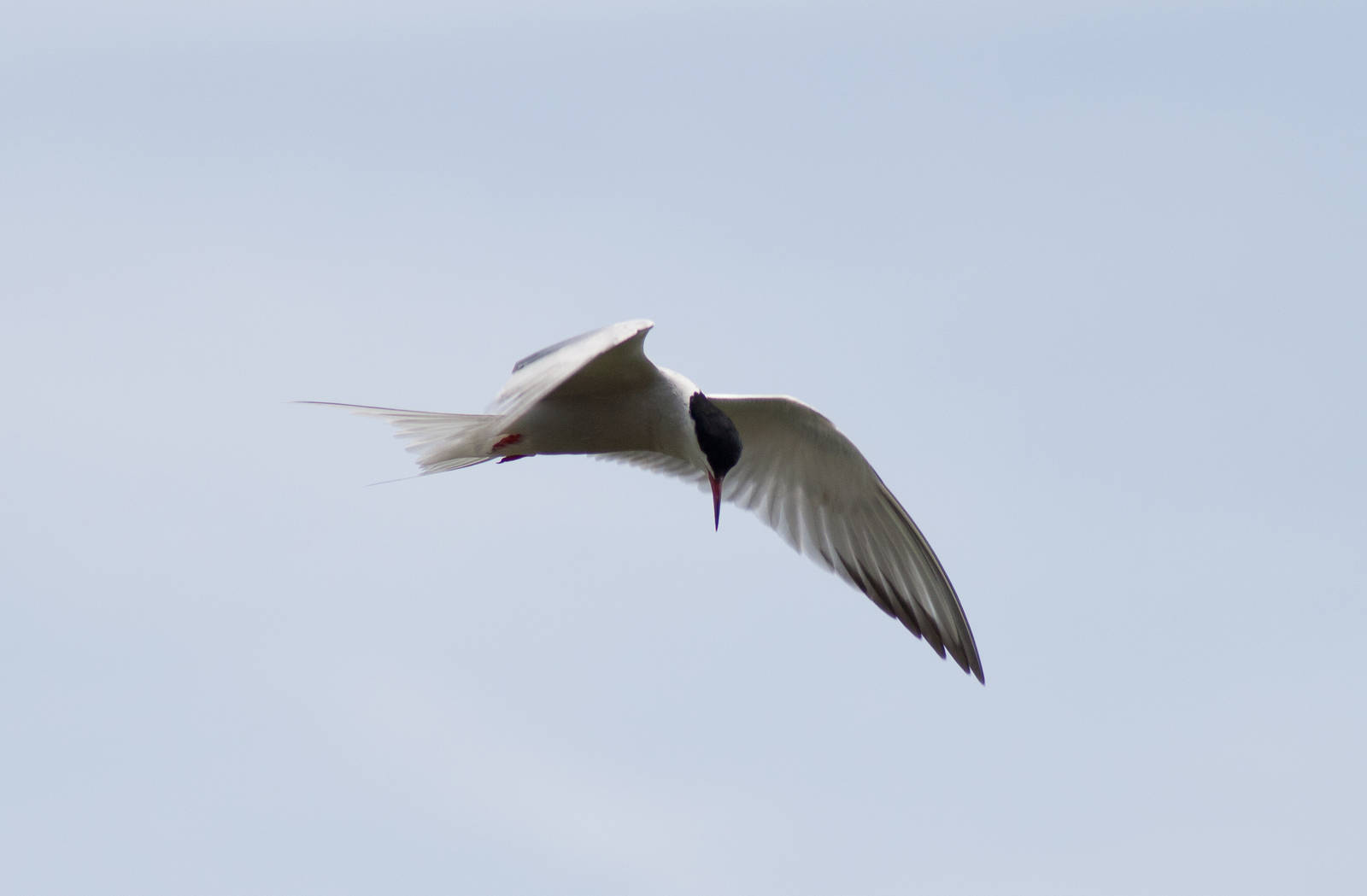 Common Tern