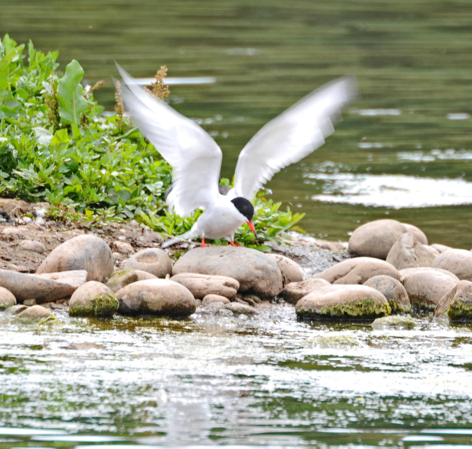 Common Tern