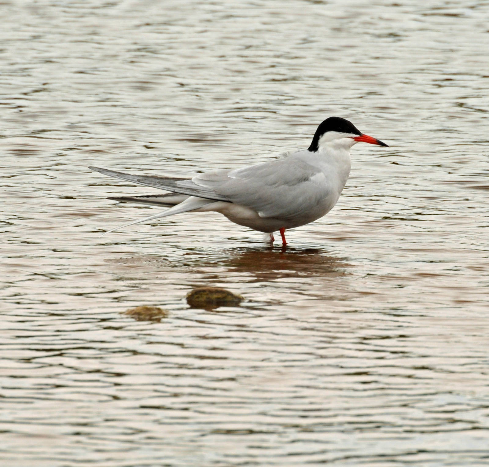 Common Tern