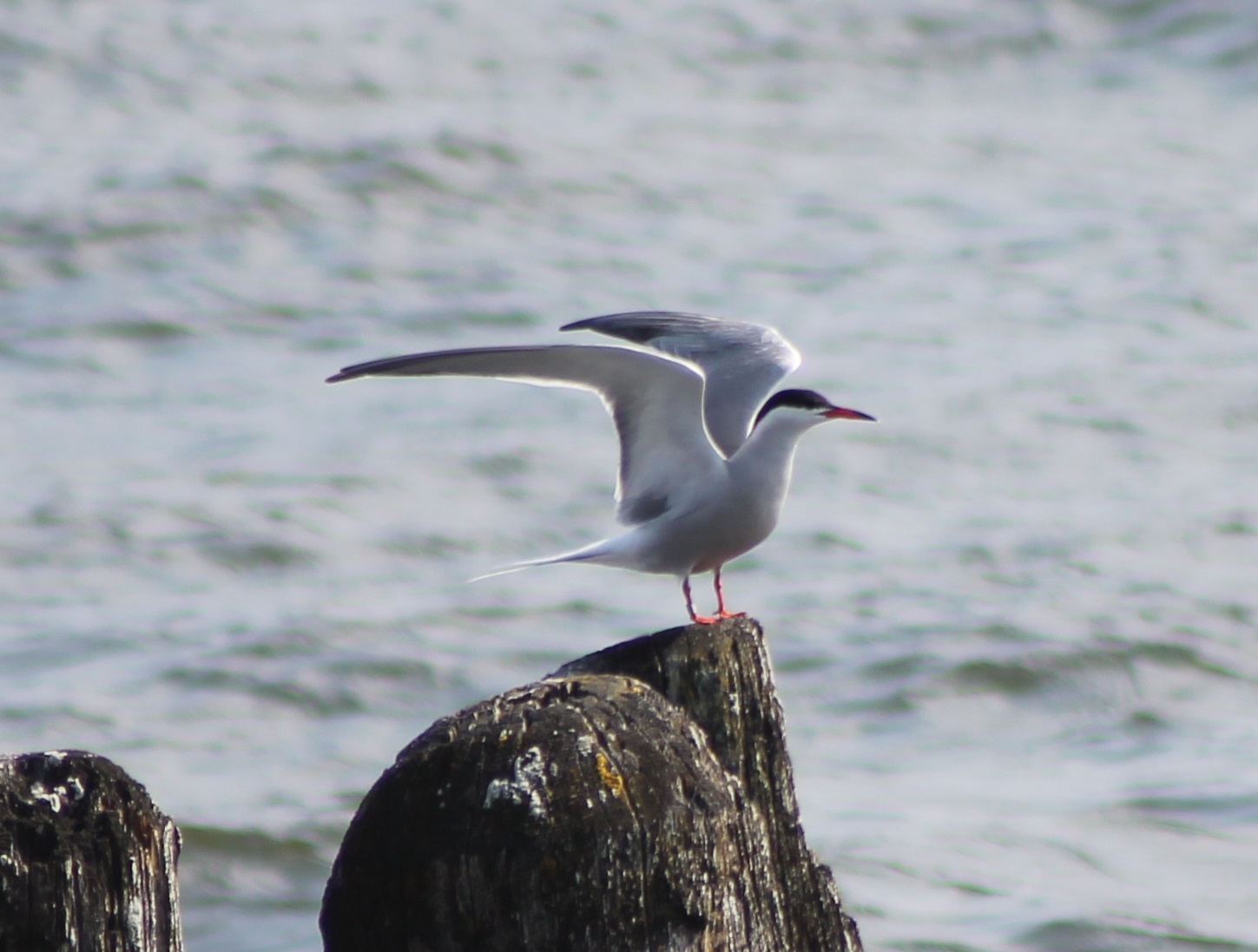 Common tern