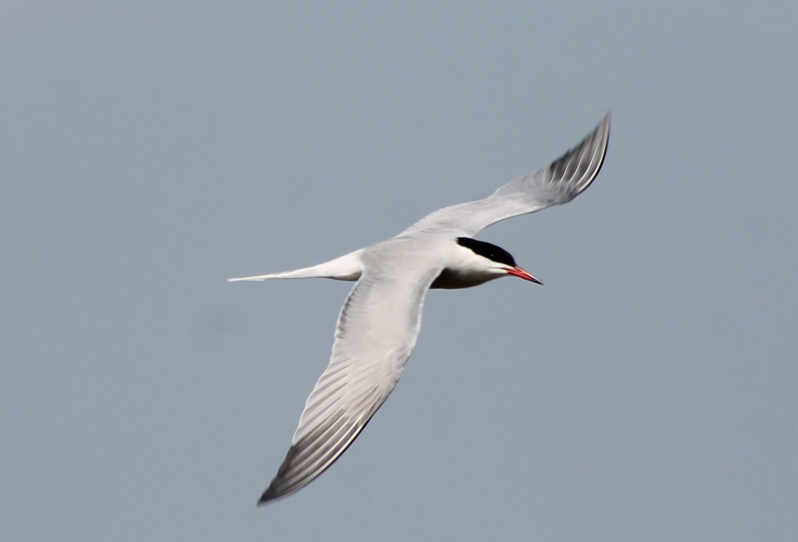 Common tern