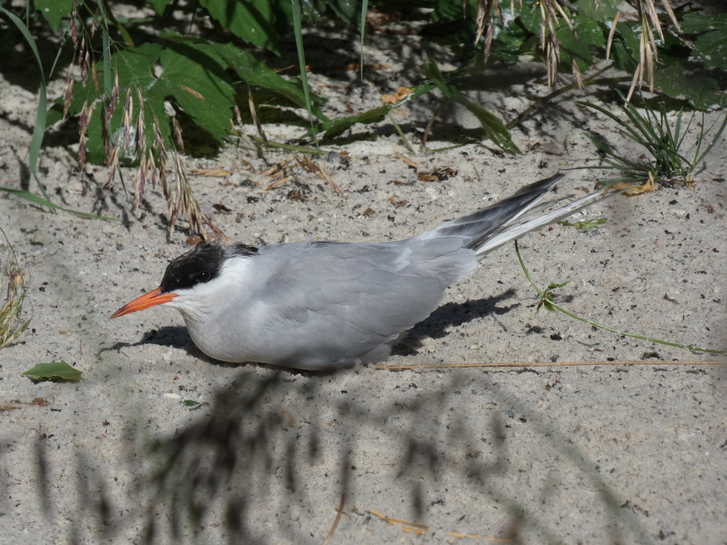 Common Tern
