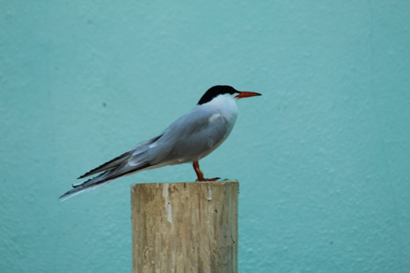 Common Tern