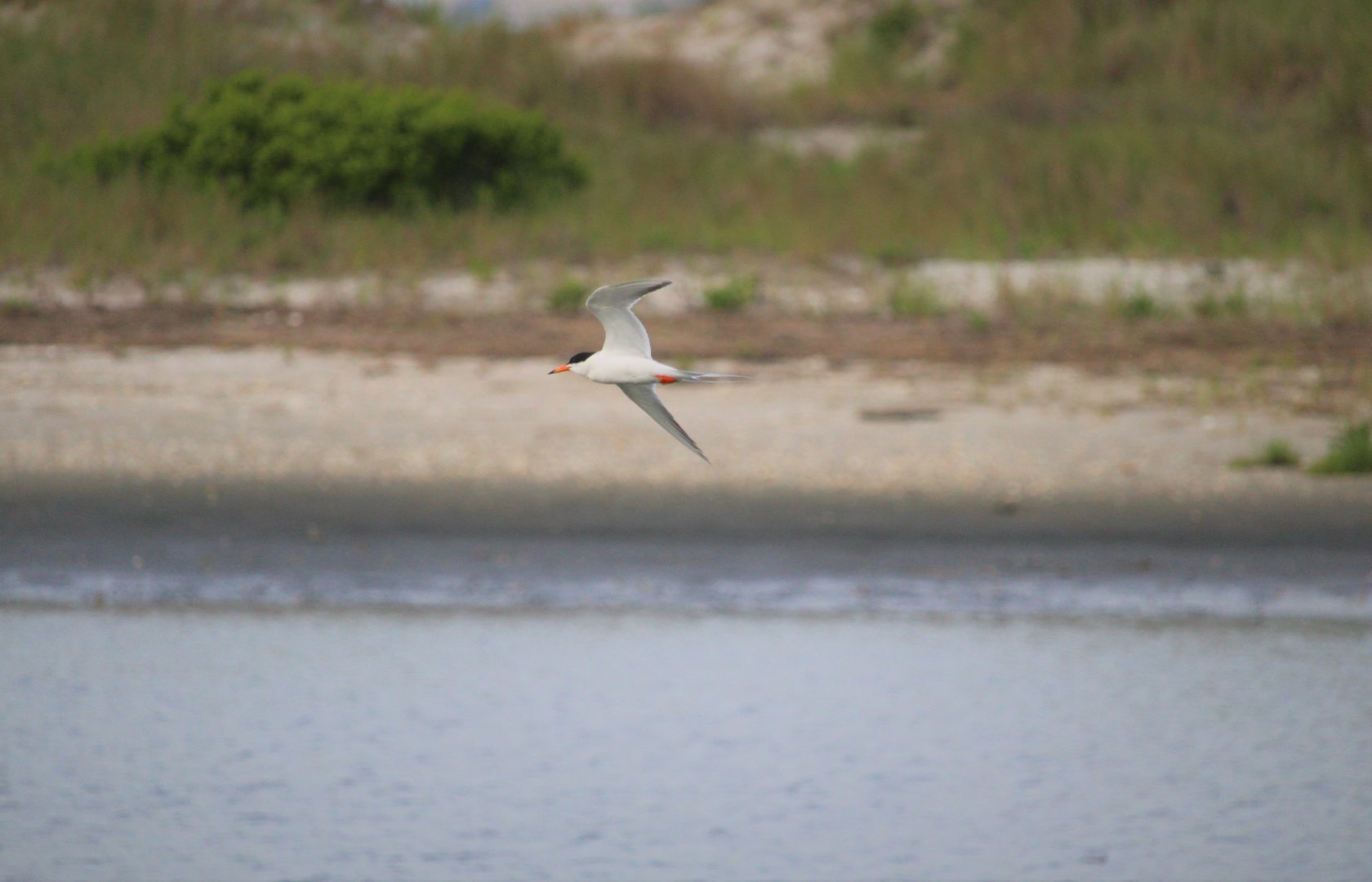 Common Tern
