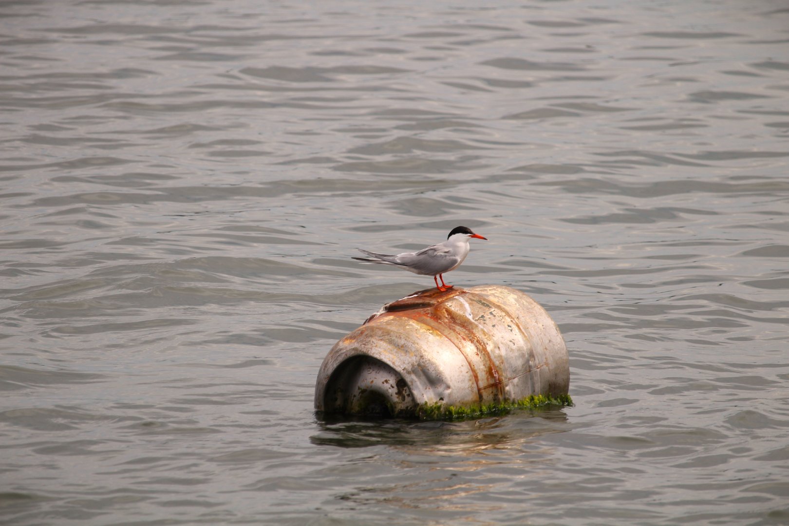 Common Tern
