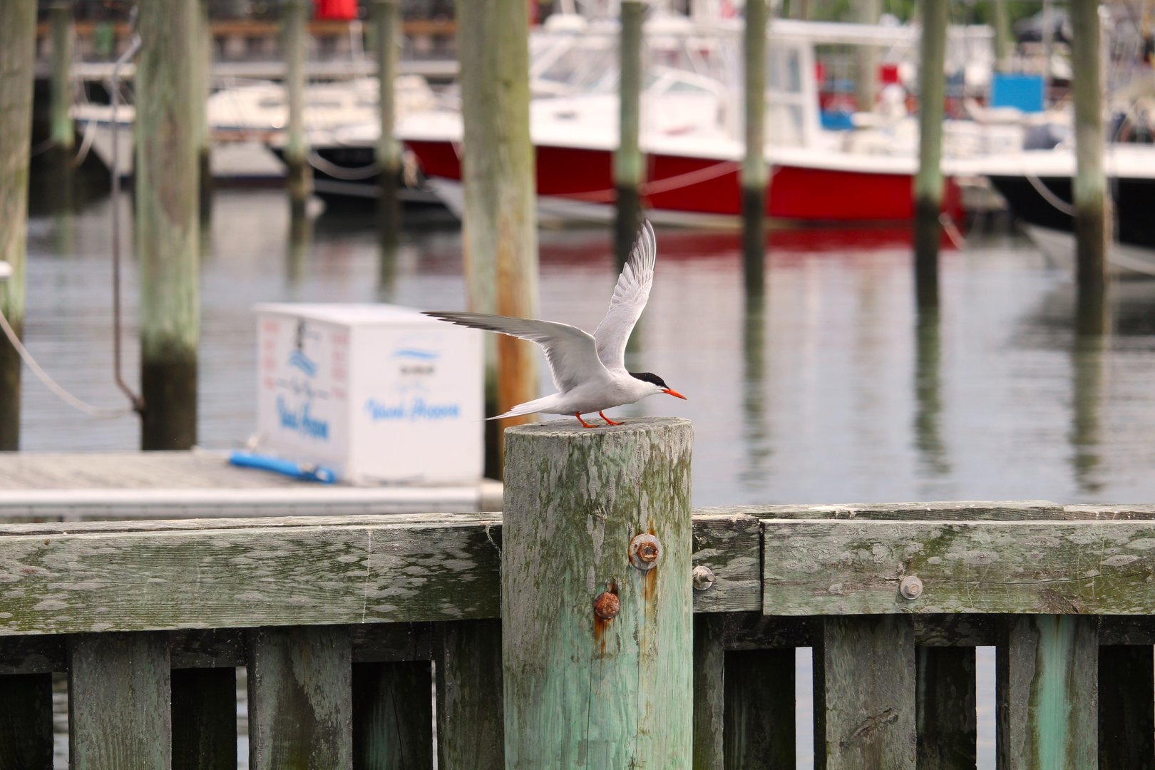 Common Tern