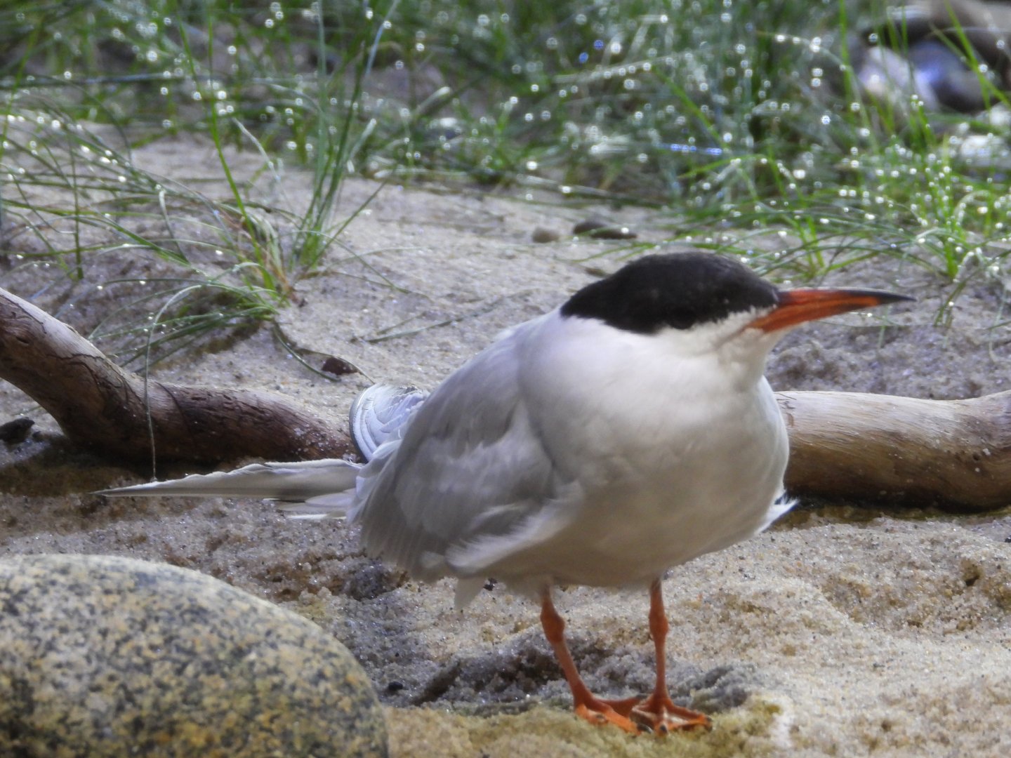 Common tern