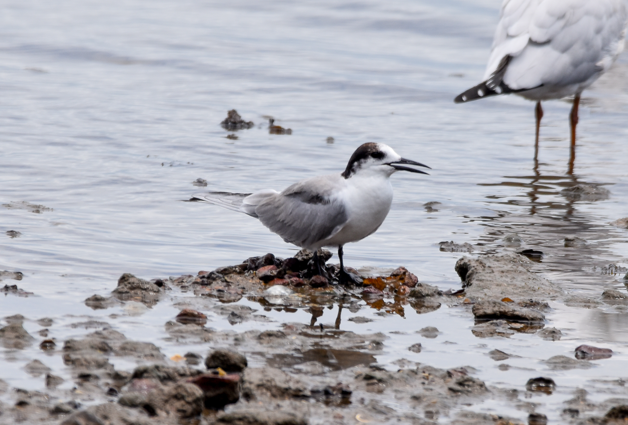 Common Tern