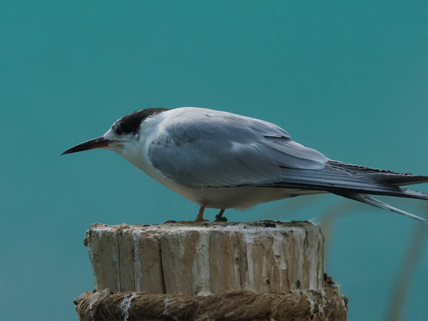 Common Tern