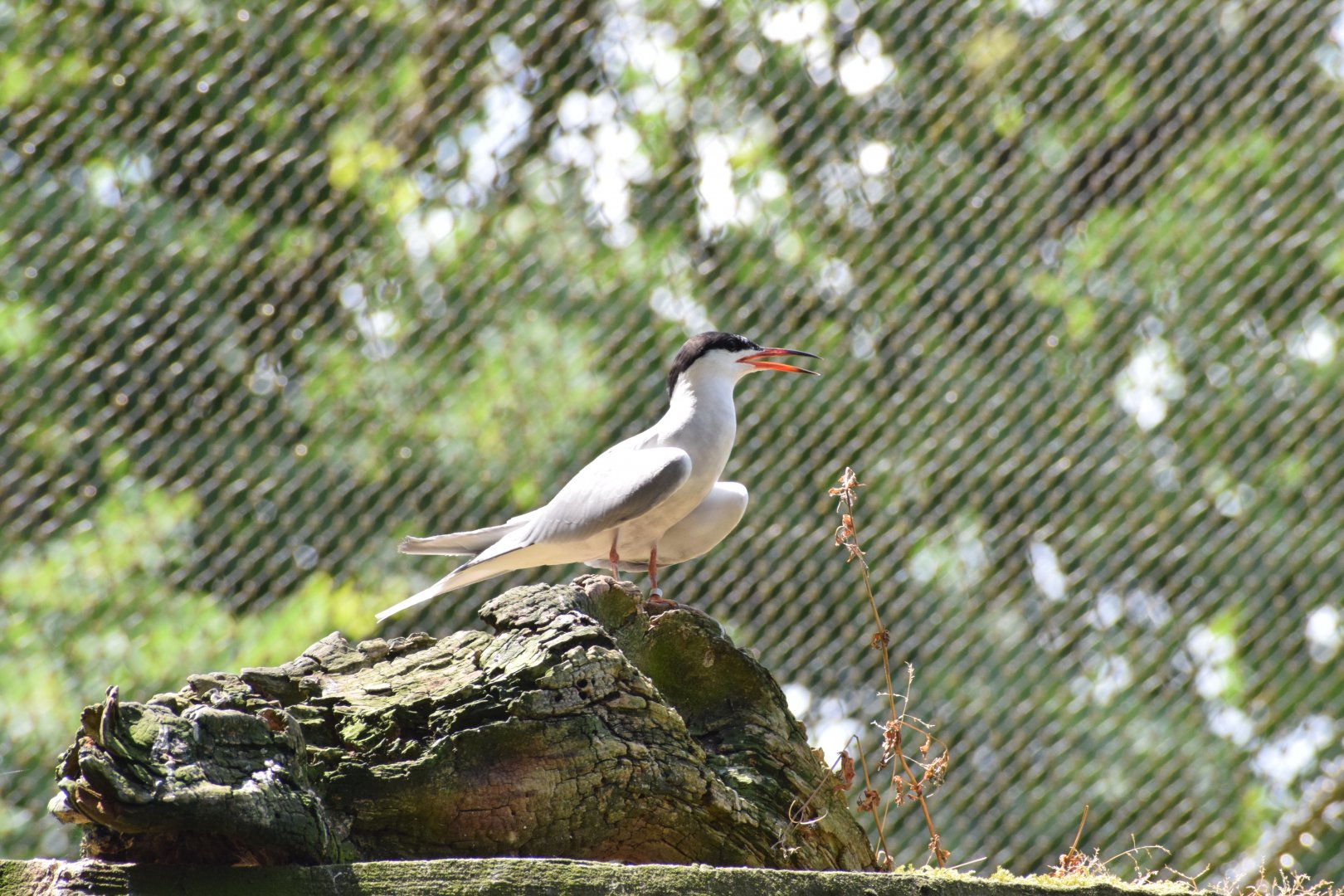 Common tern