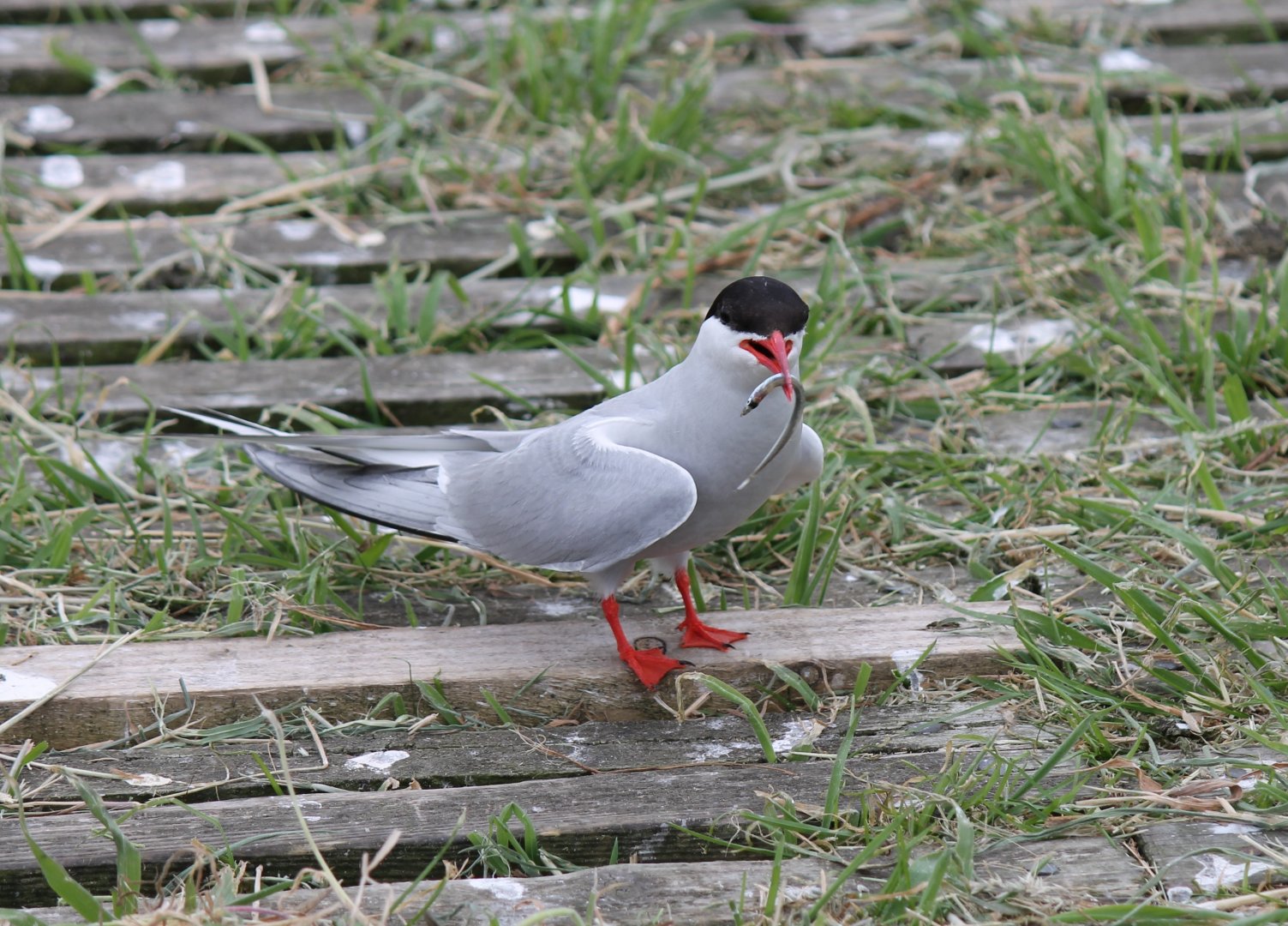 Common Tern