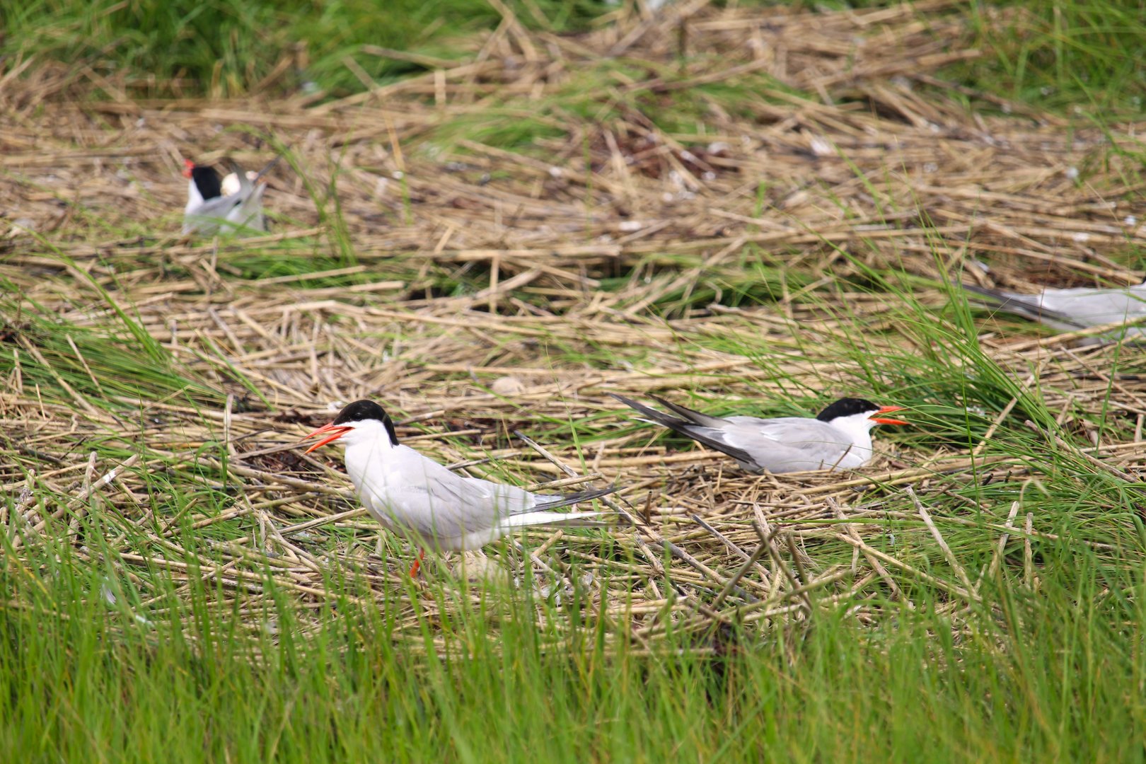 Common Terns Nesting