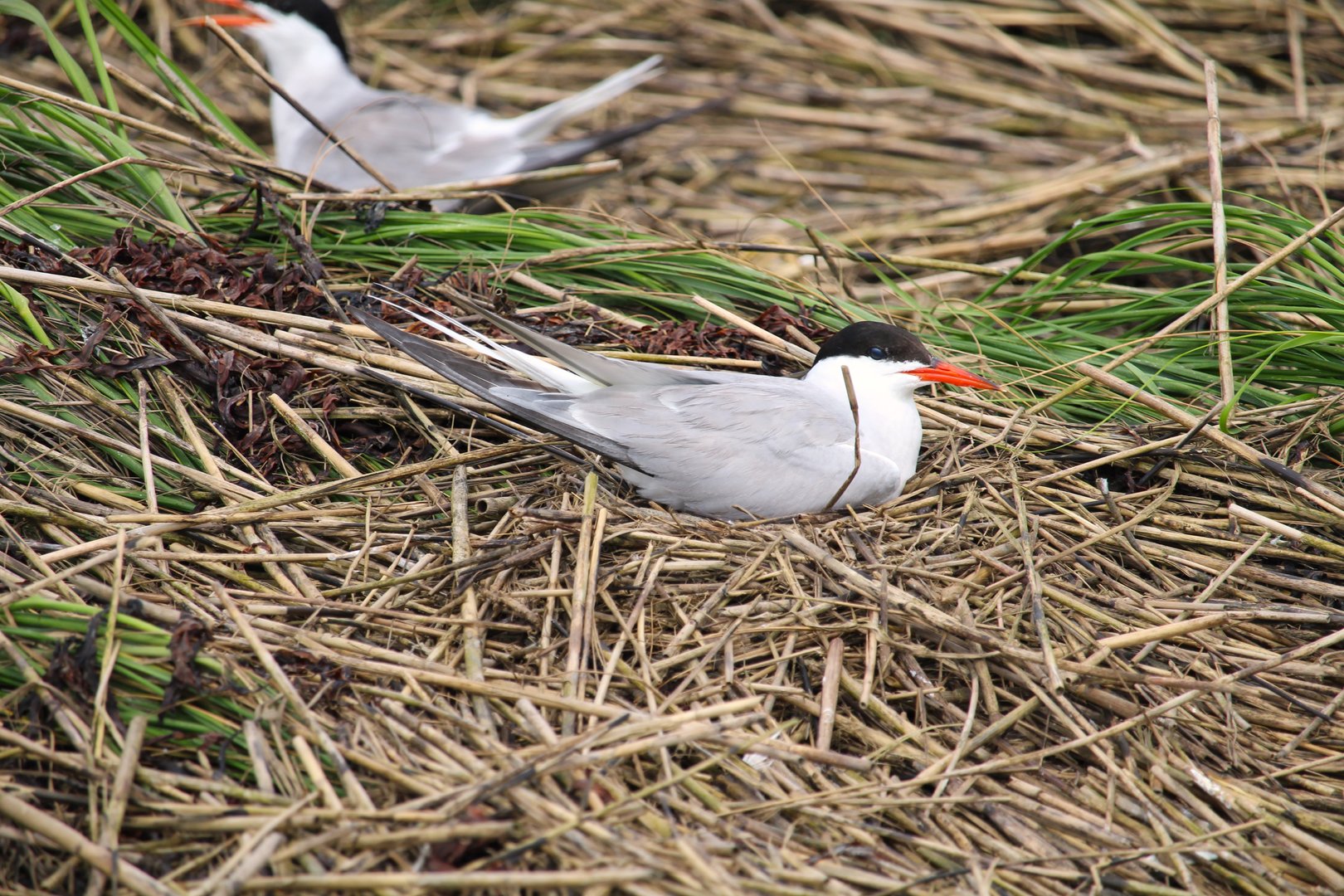 Common Terns Nesting