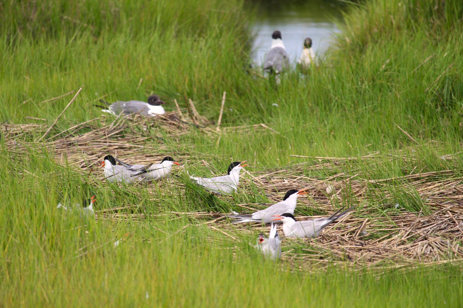 Common Terns Nesting