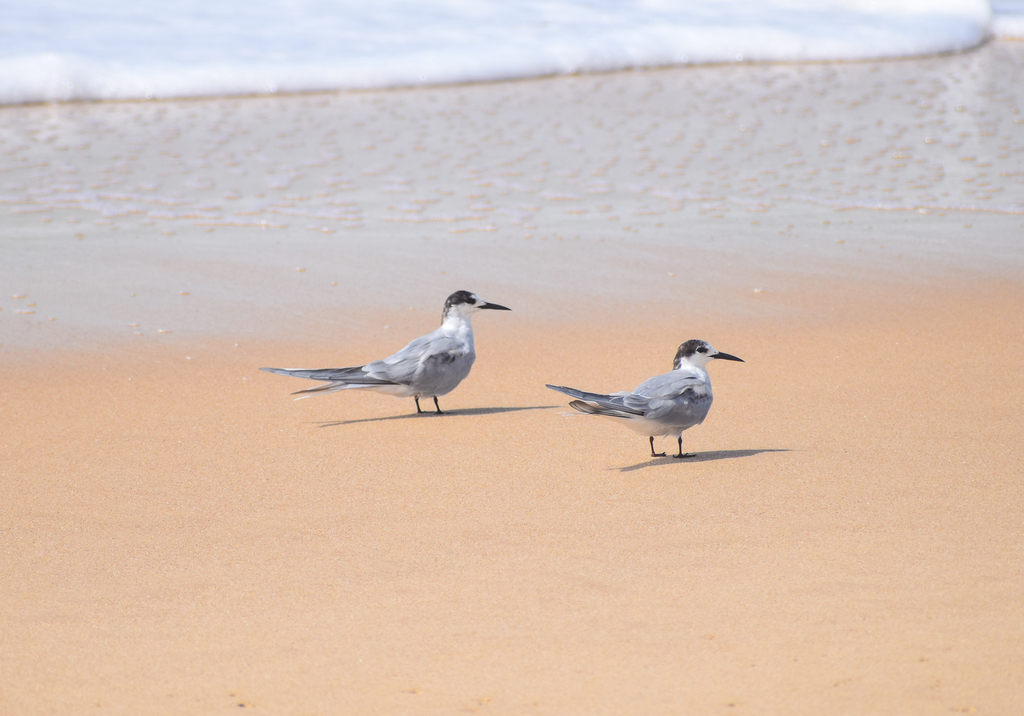 Common Terns