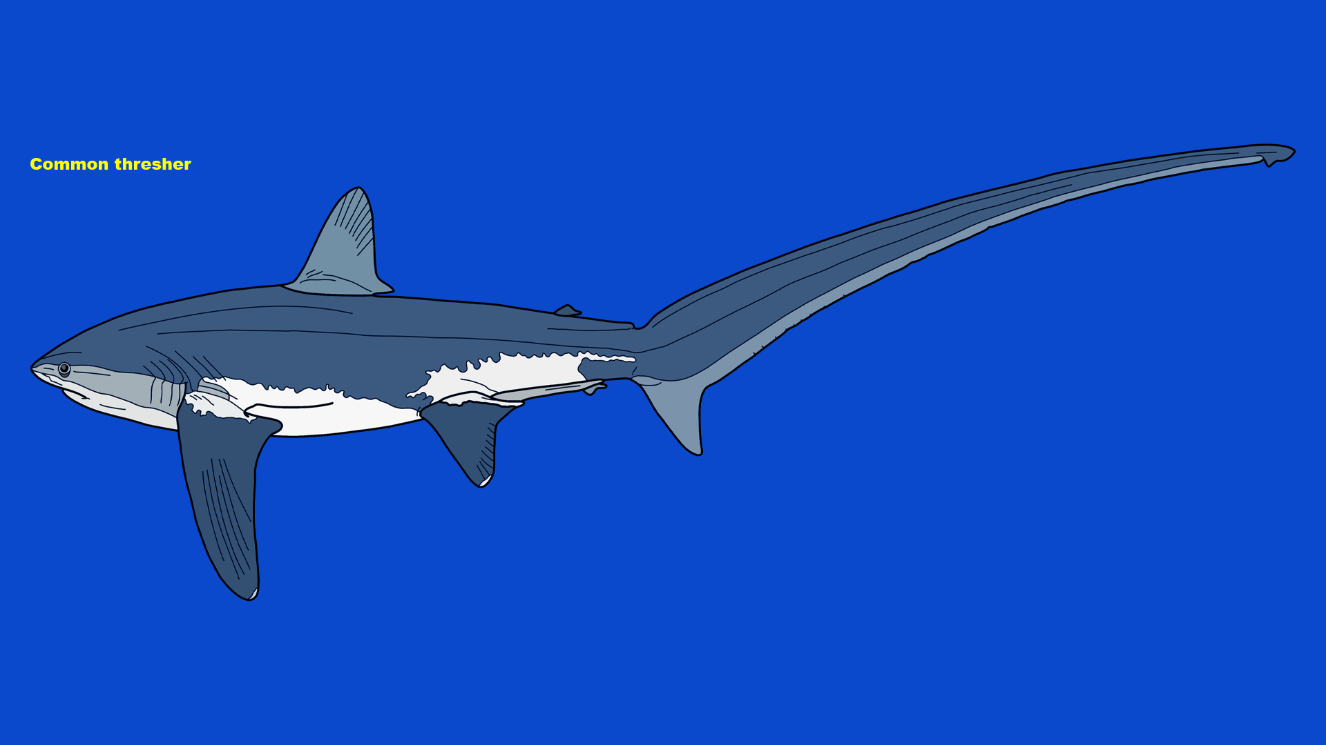 Common thresher (Alopias vulpinus)