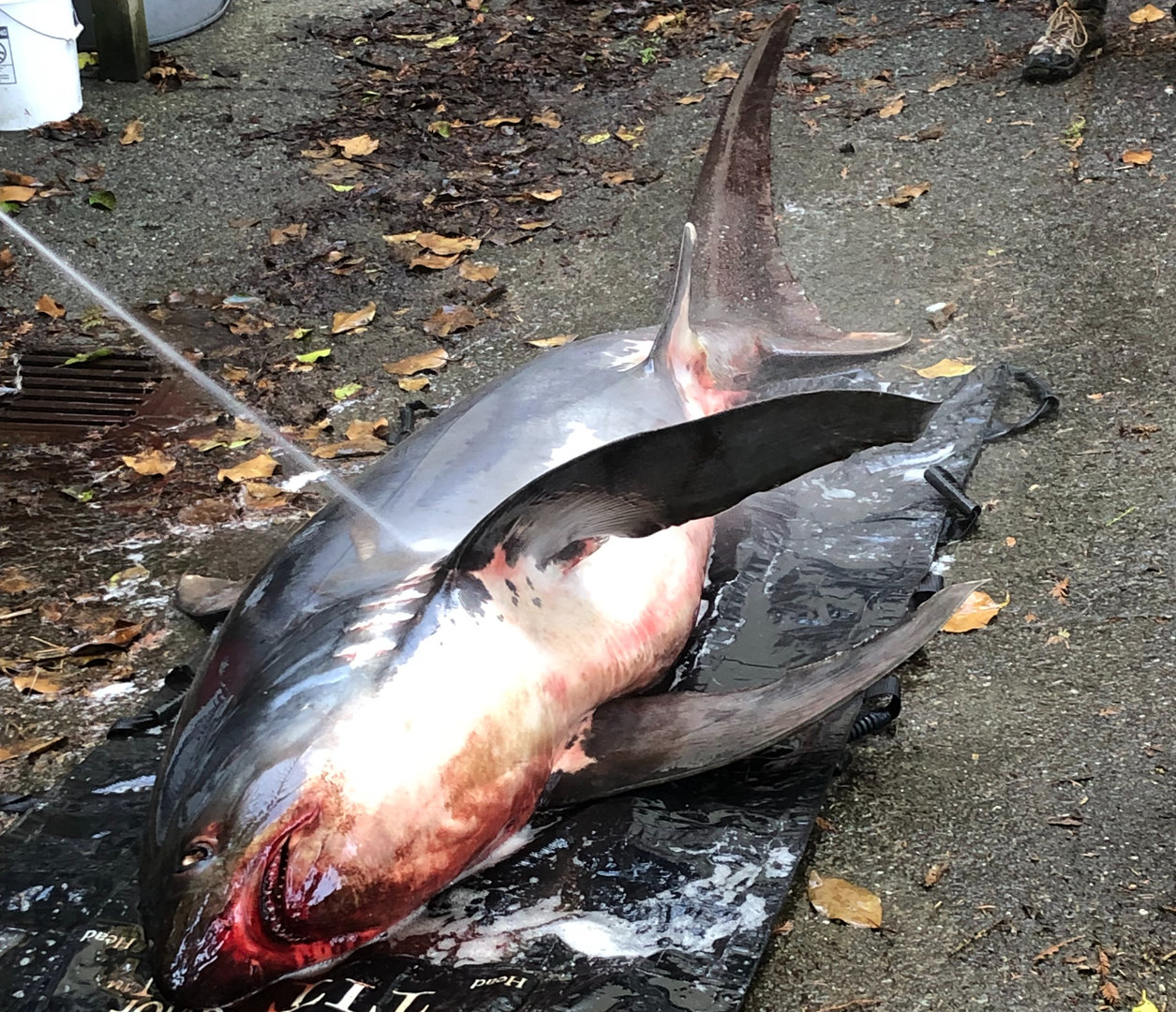 Common thresher shark, Alopias vulpinus, being prepared for dissection