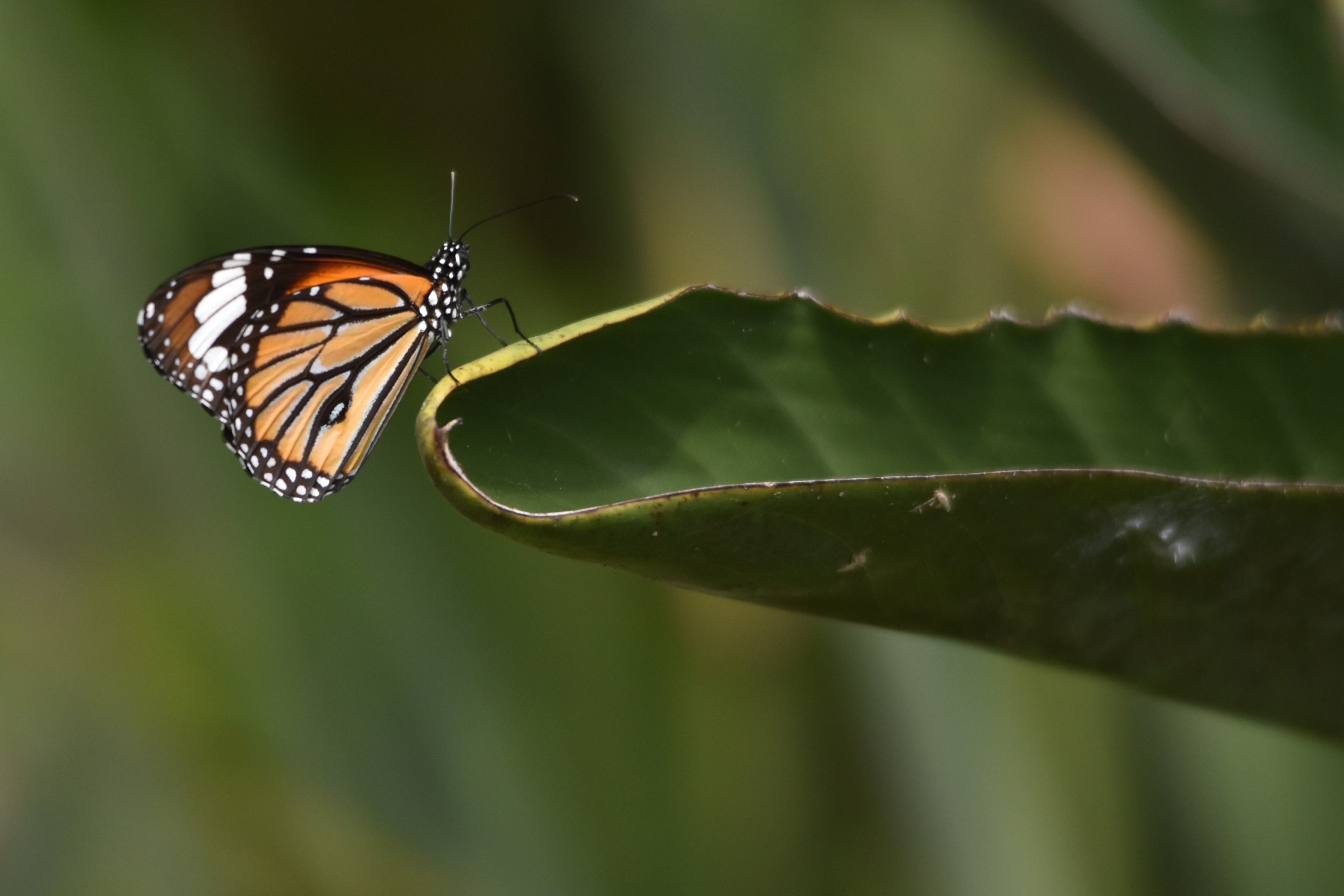 Common Tiger, Kabini River Lodge, 23rd November 2024