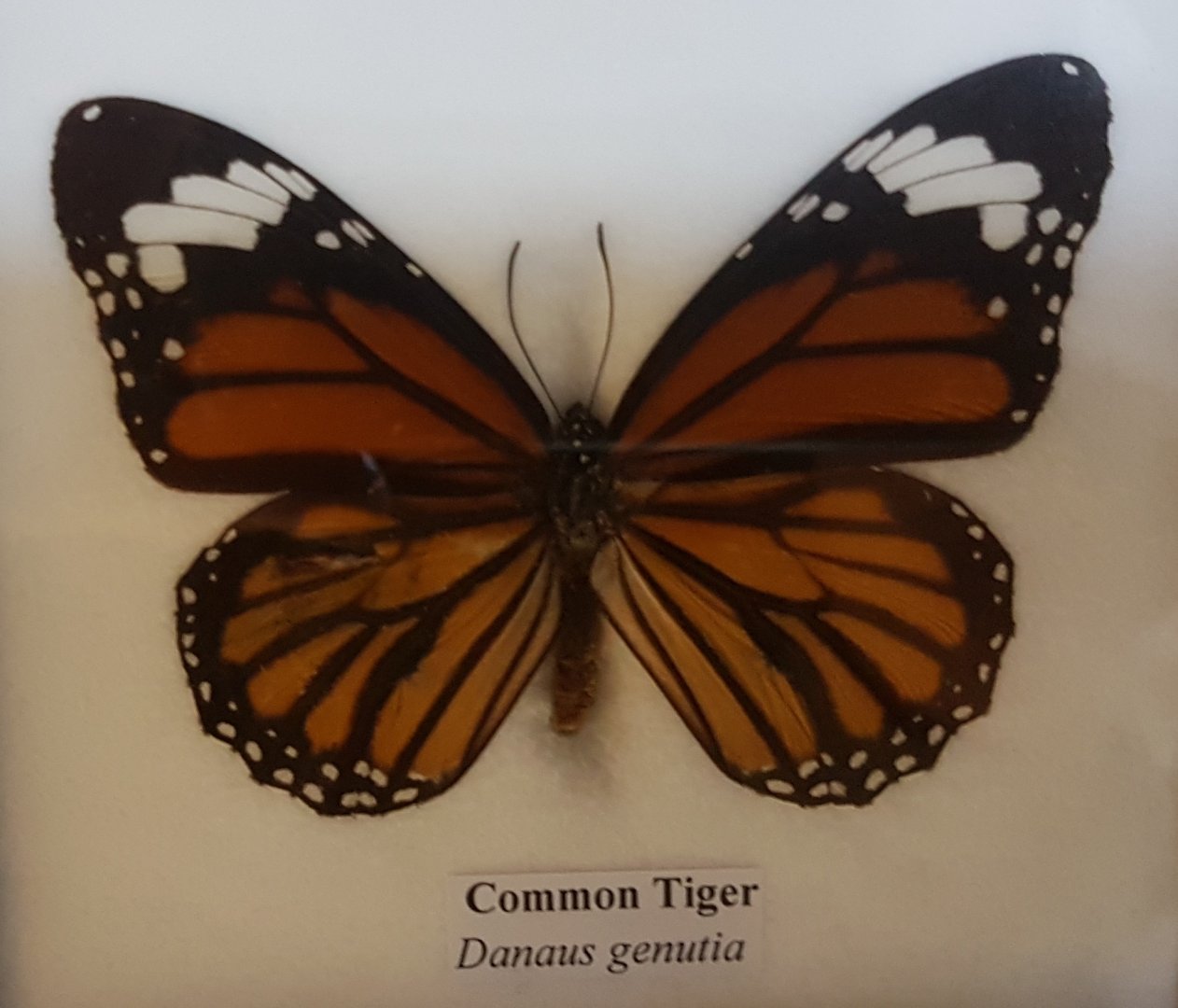 Common tiger