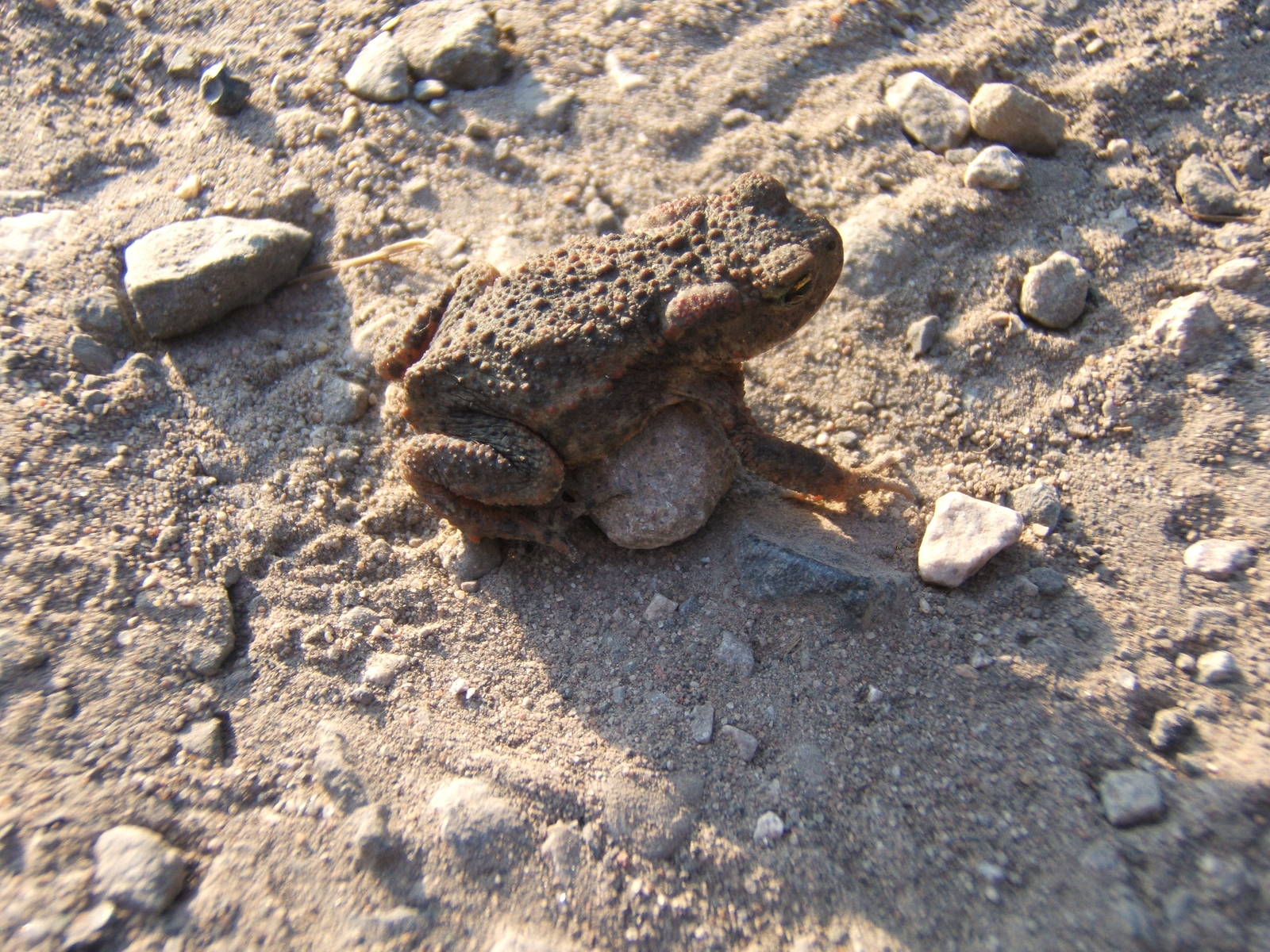 Common Toad at RSPB Burton Mere