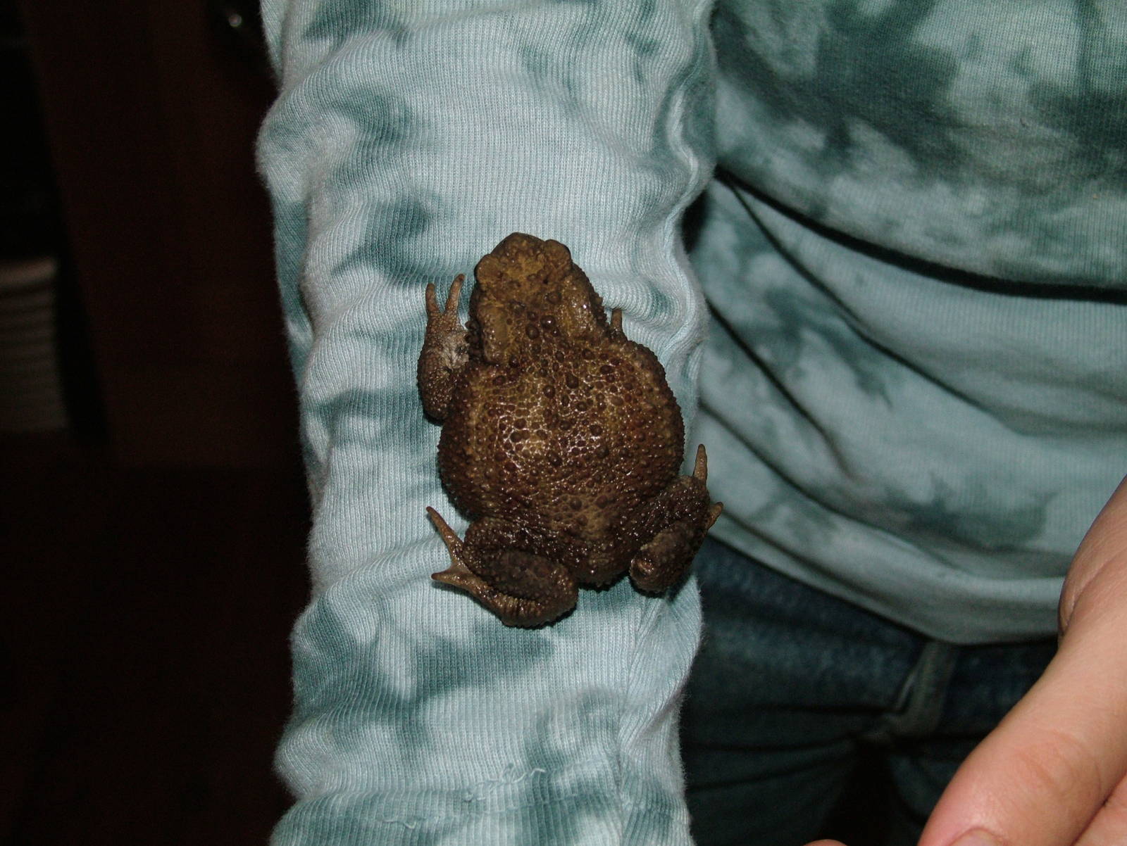 Common Toad (Bufo bufo) in my house - July 27th 2012