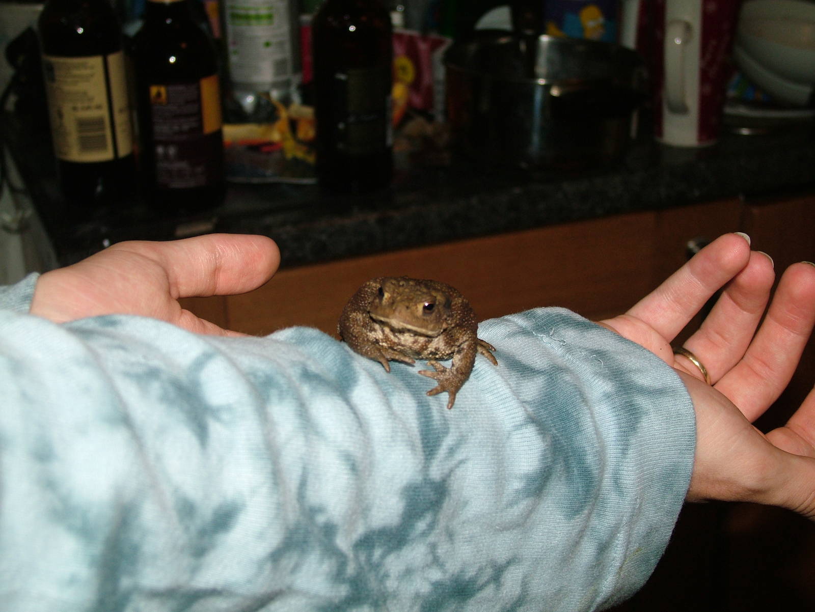 Common Toad (Bufo bufo) in my house - July 27th 2012