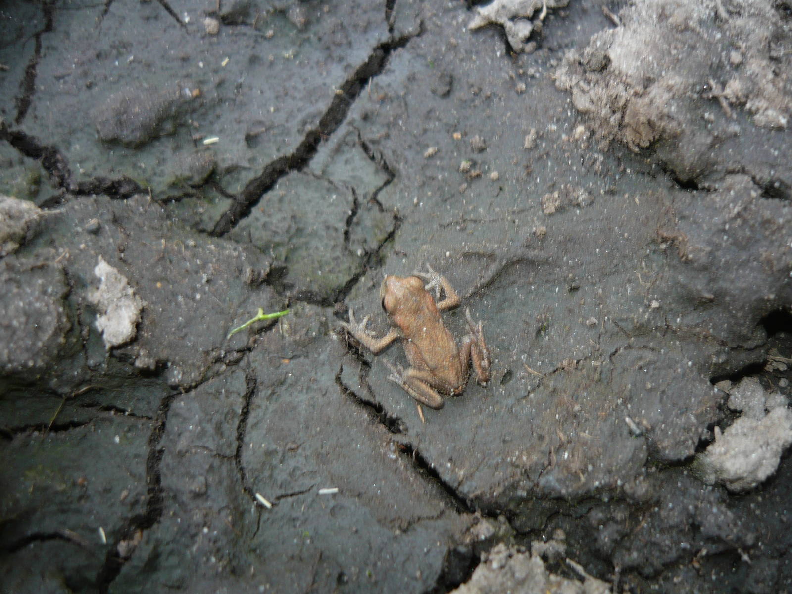 Common toad (Bufo bufo) toadlet