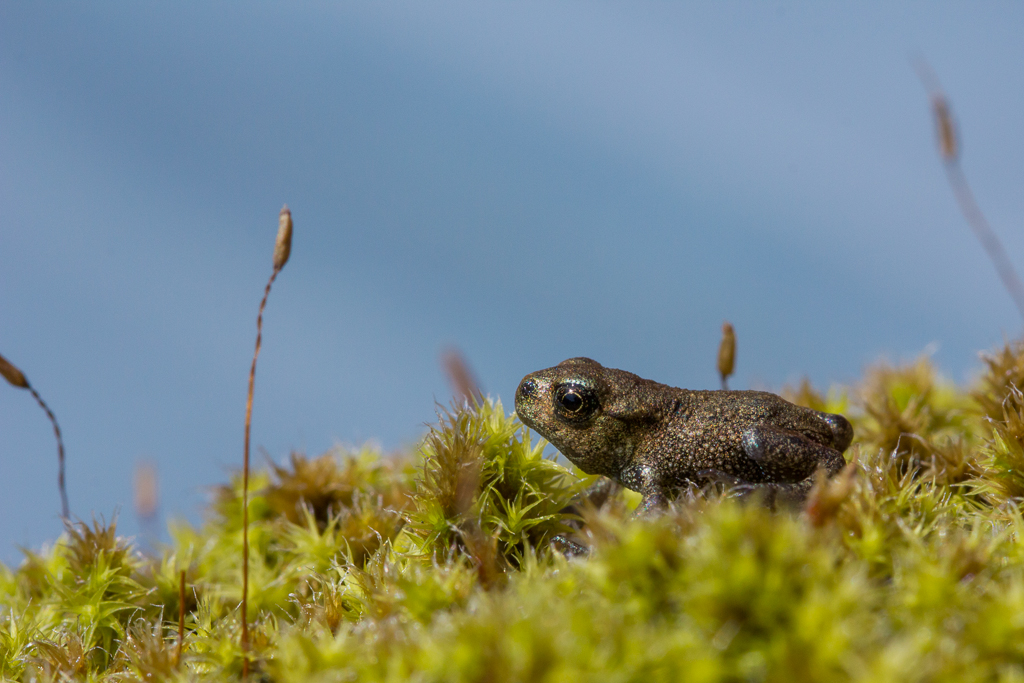 Common toad - Bufo bufo