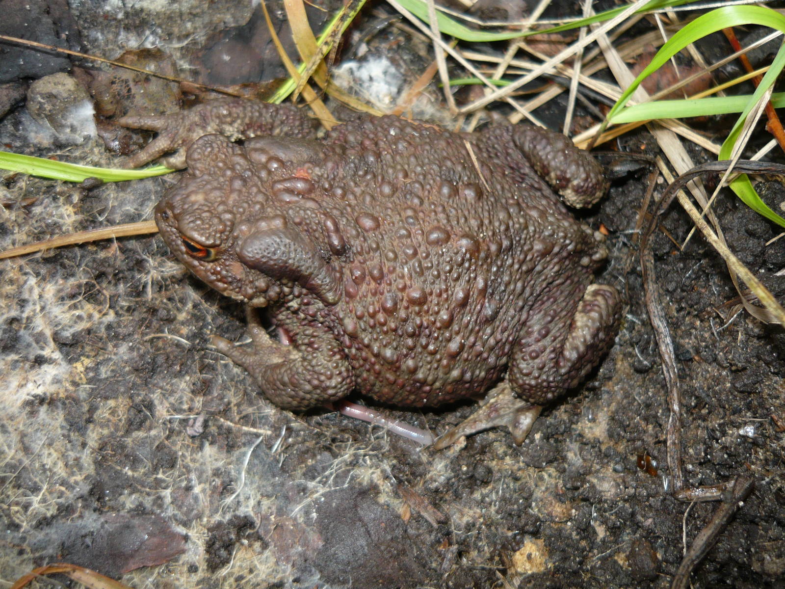 Common toad (Bufo bufo)