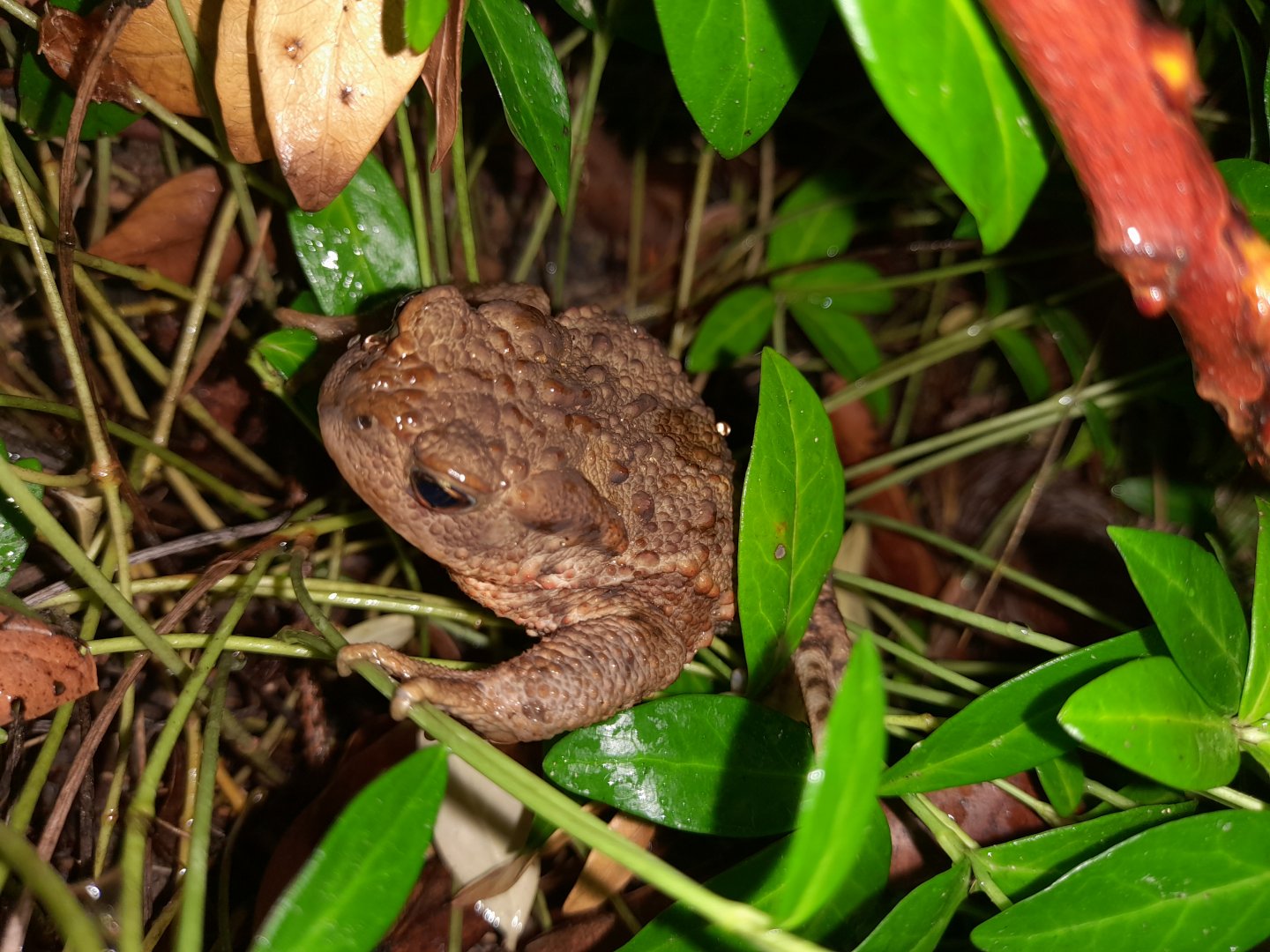 Common toad, Bufo bufo
