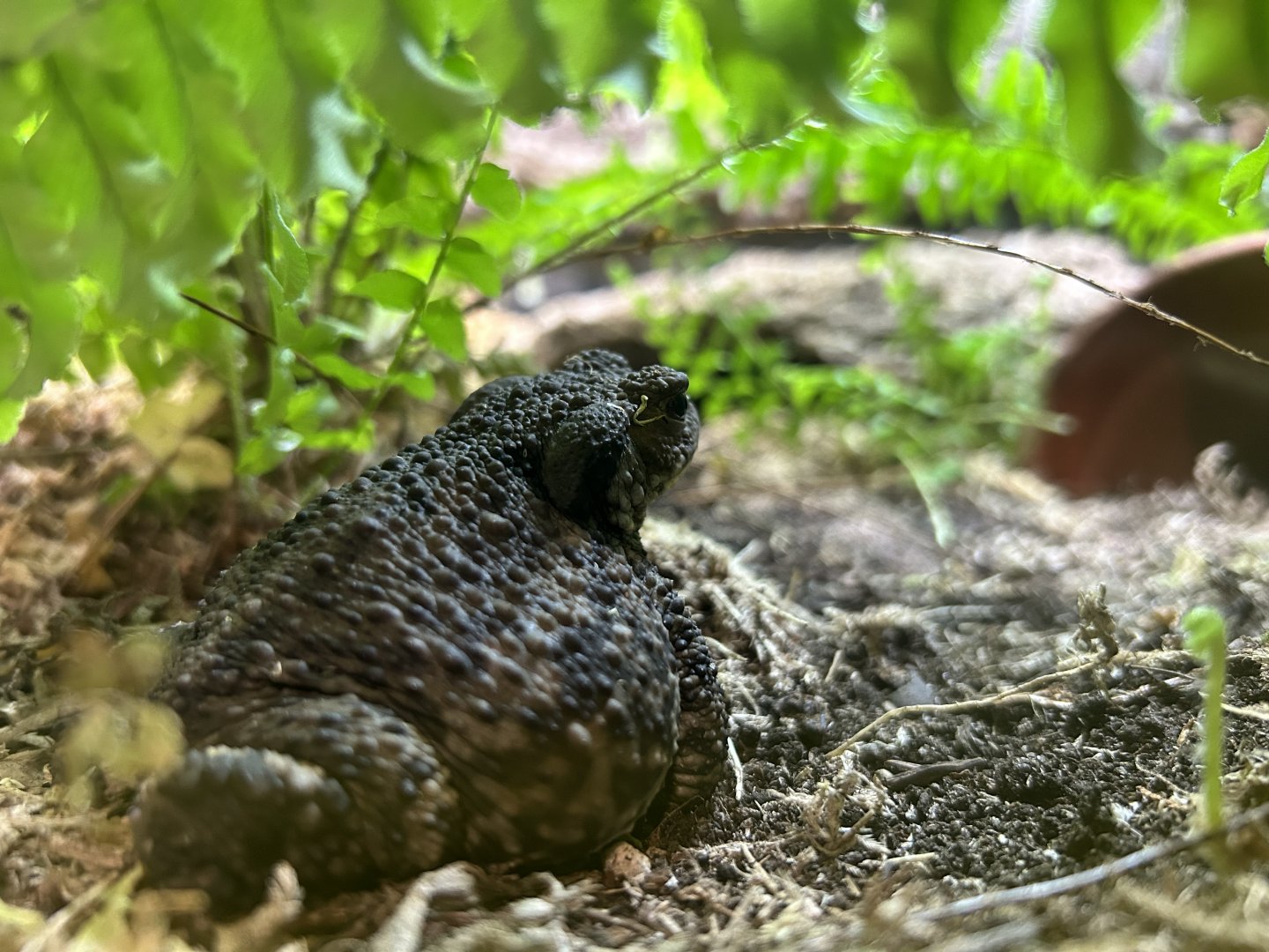 Common Toad (Bufo bufo)