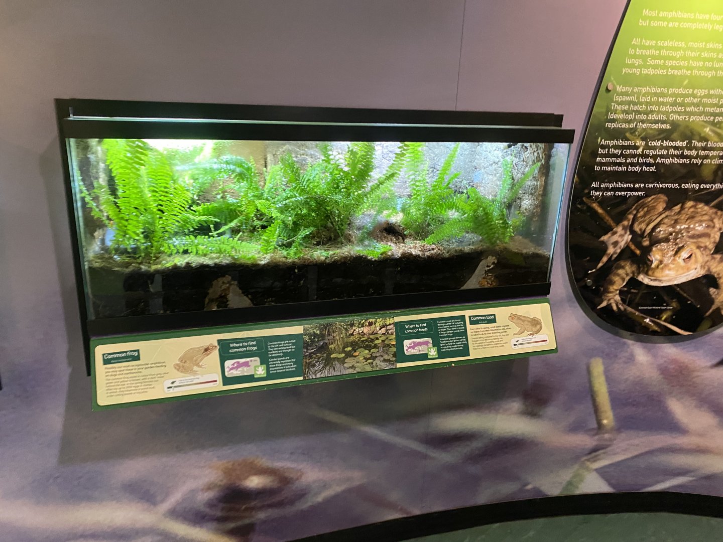 Common toad/Common frog exhibit 290224