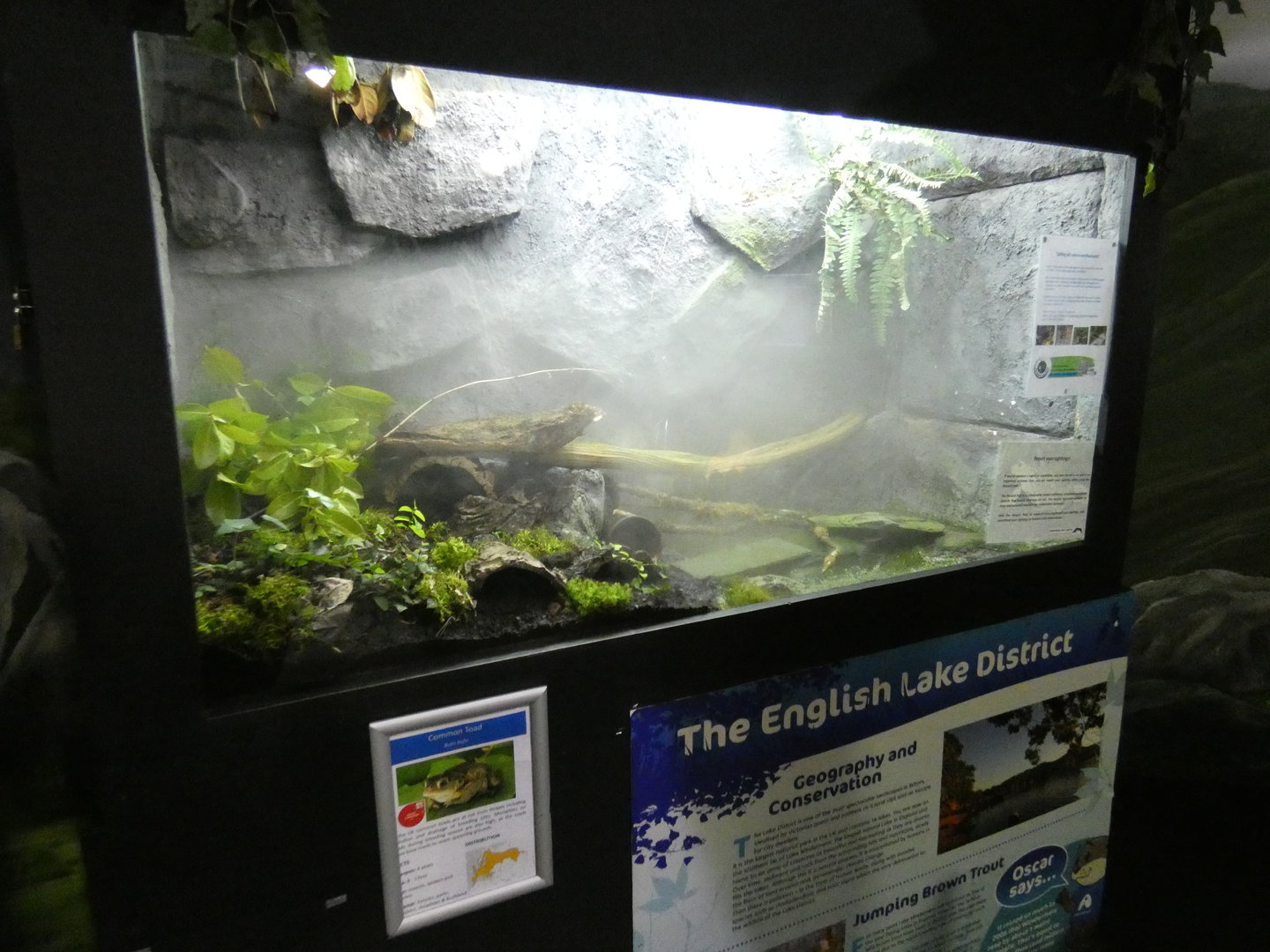 Common toad enclosure