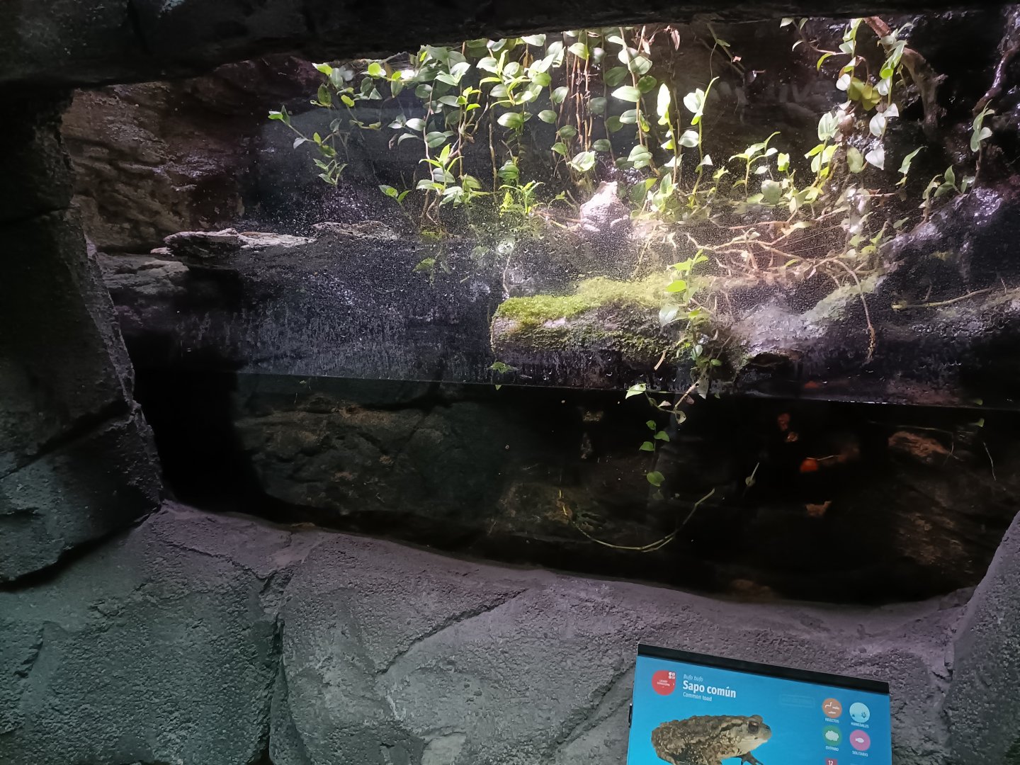 Common toad exhibit - Bioparc Acuario de Gijón