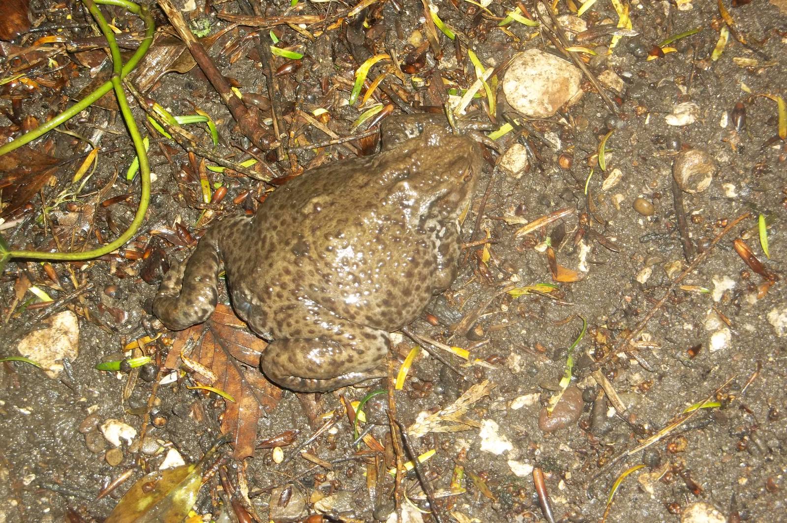 Common Toad, Sewerby Hall and Gardens, Bridlington, 28th June 2016