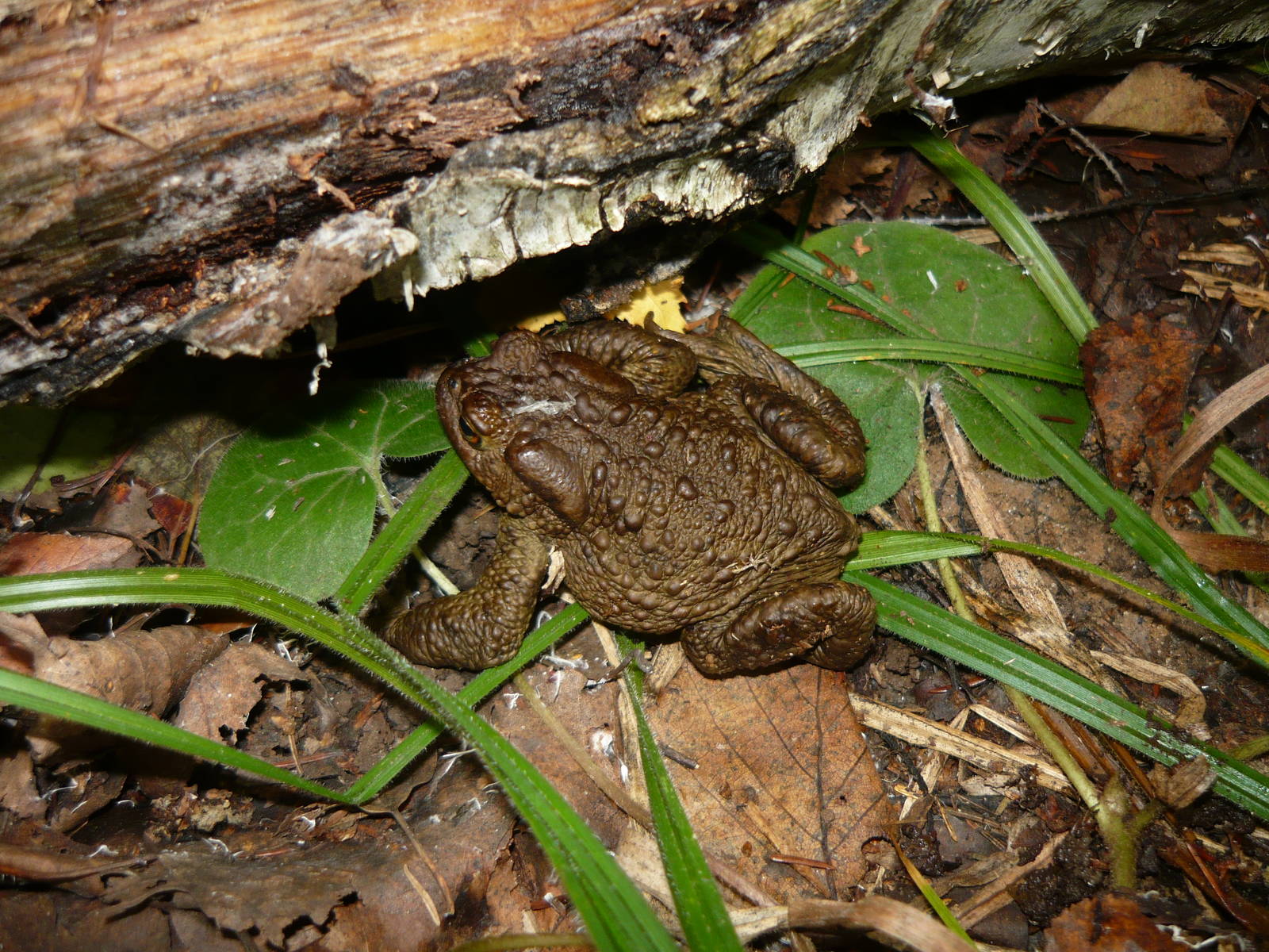 Common toad