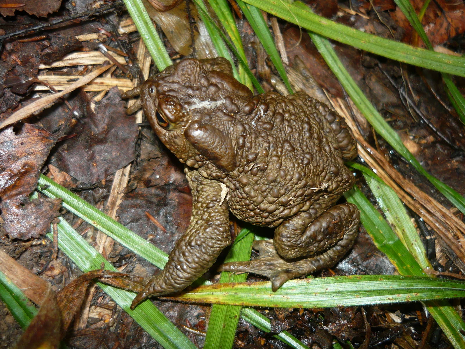 Common toad