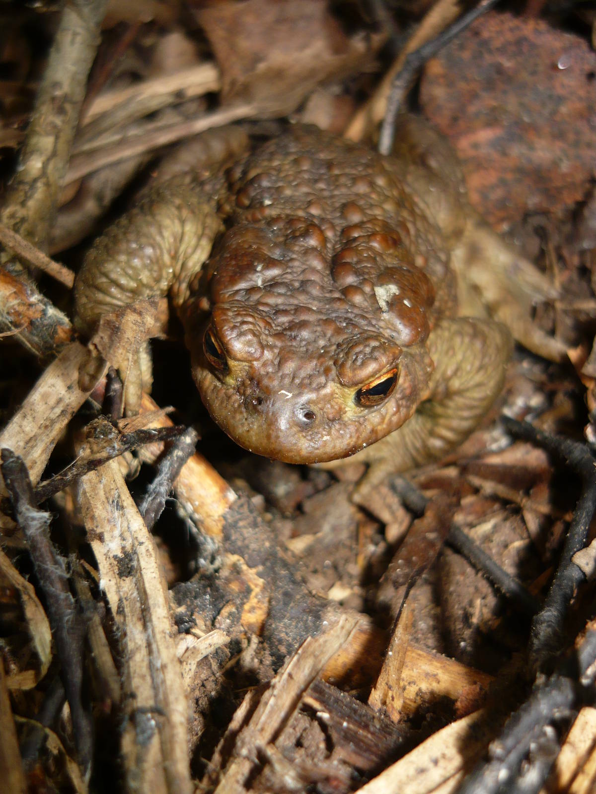 Common toad