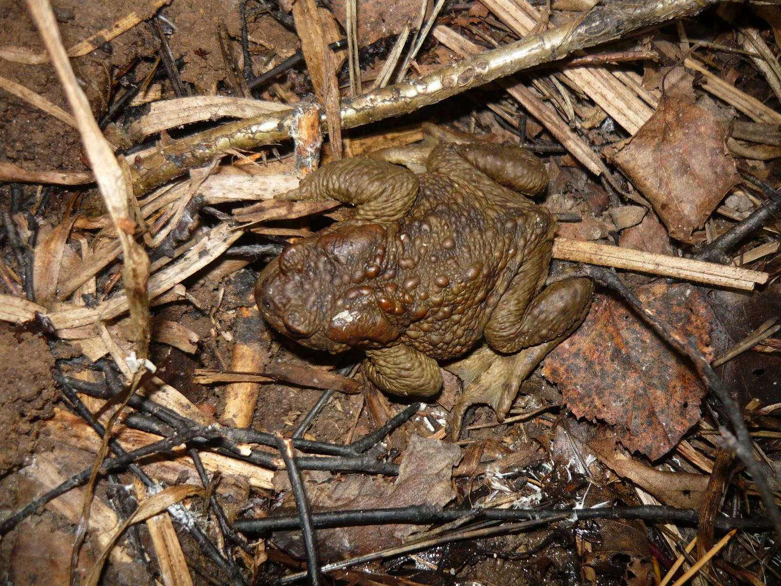 Common toad