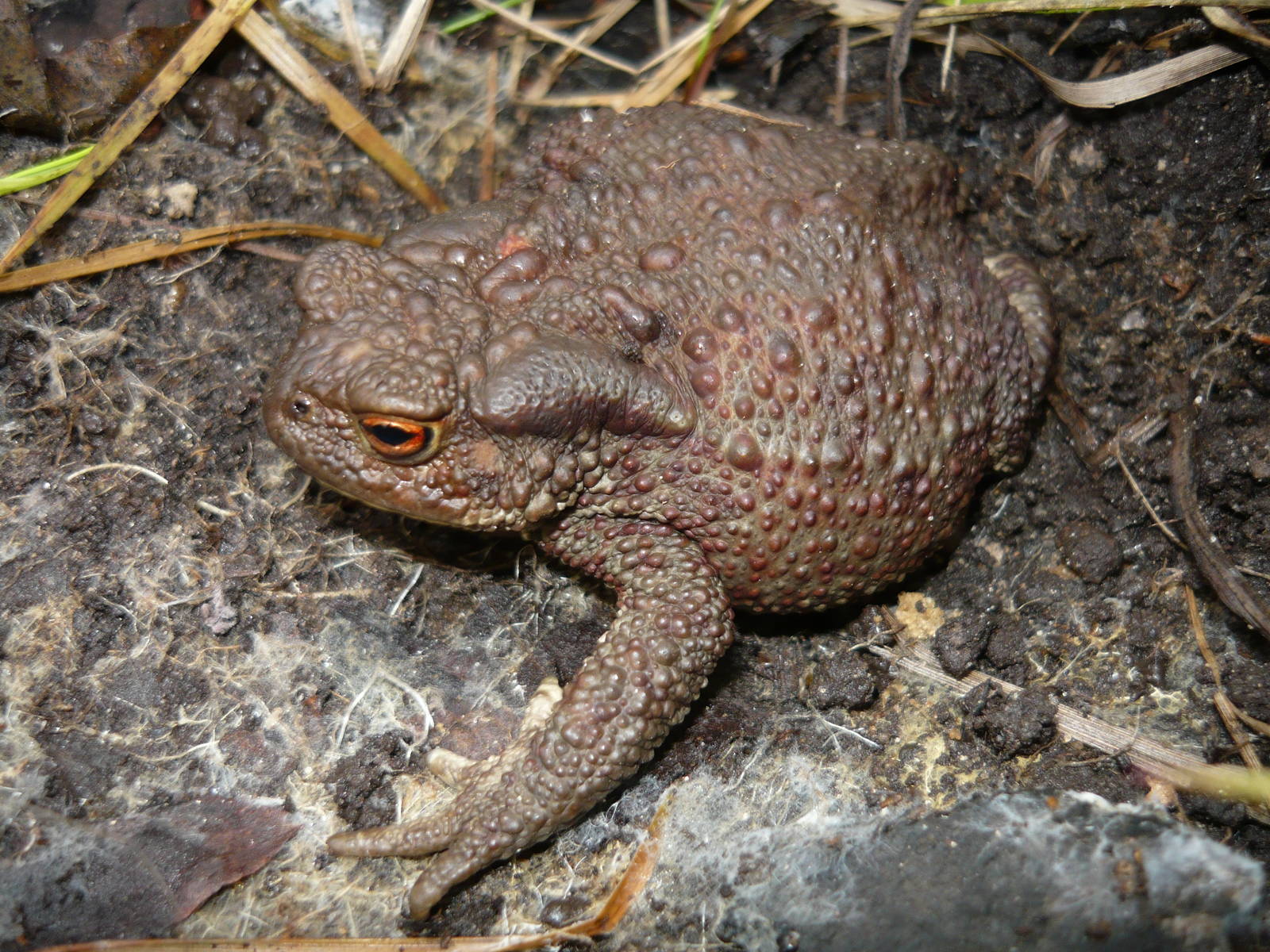 Common toad