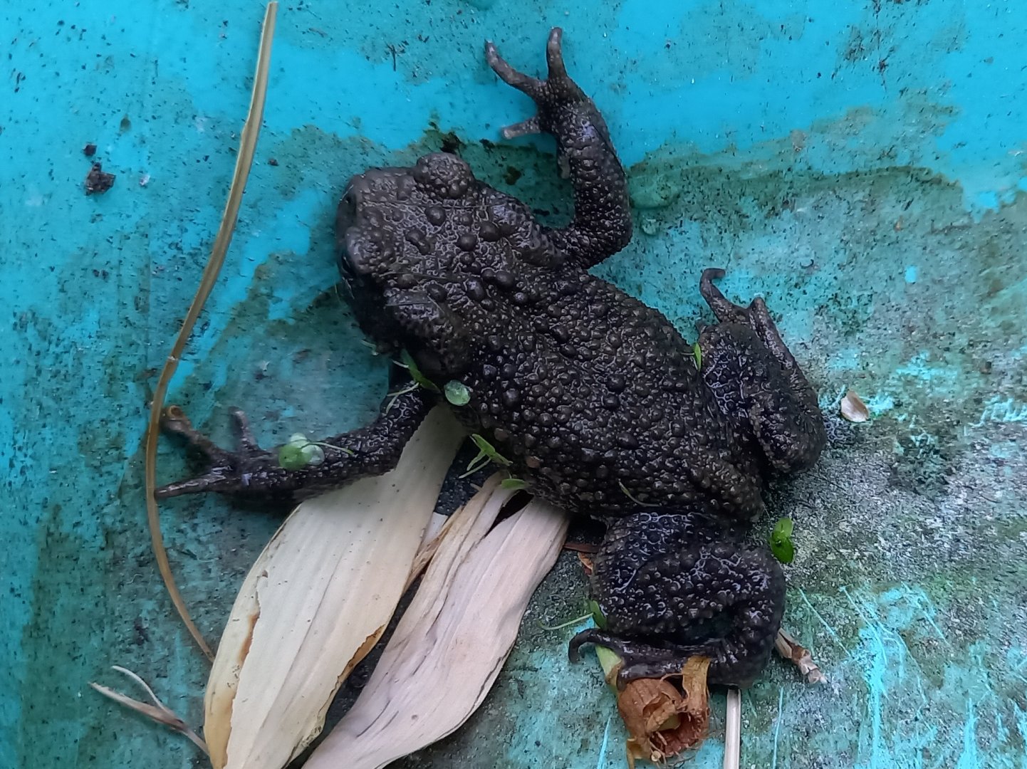 Common toad
