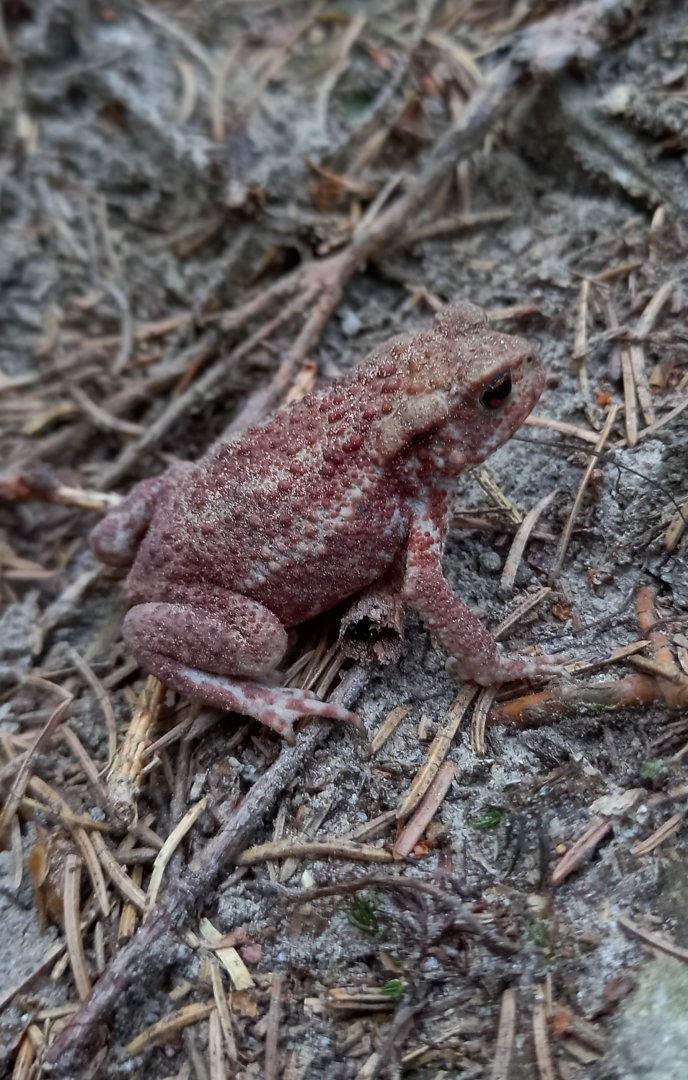 Common toad